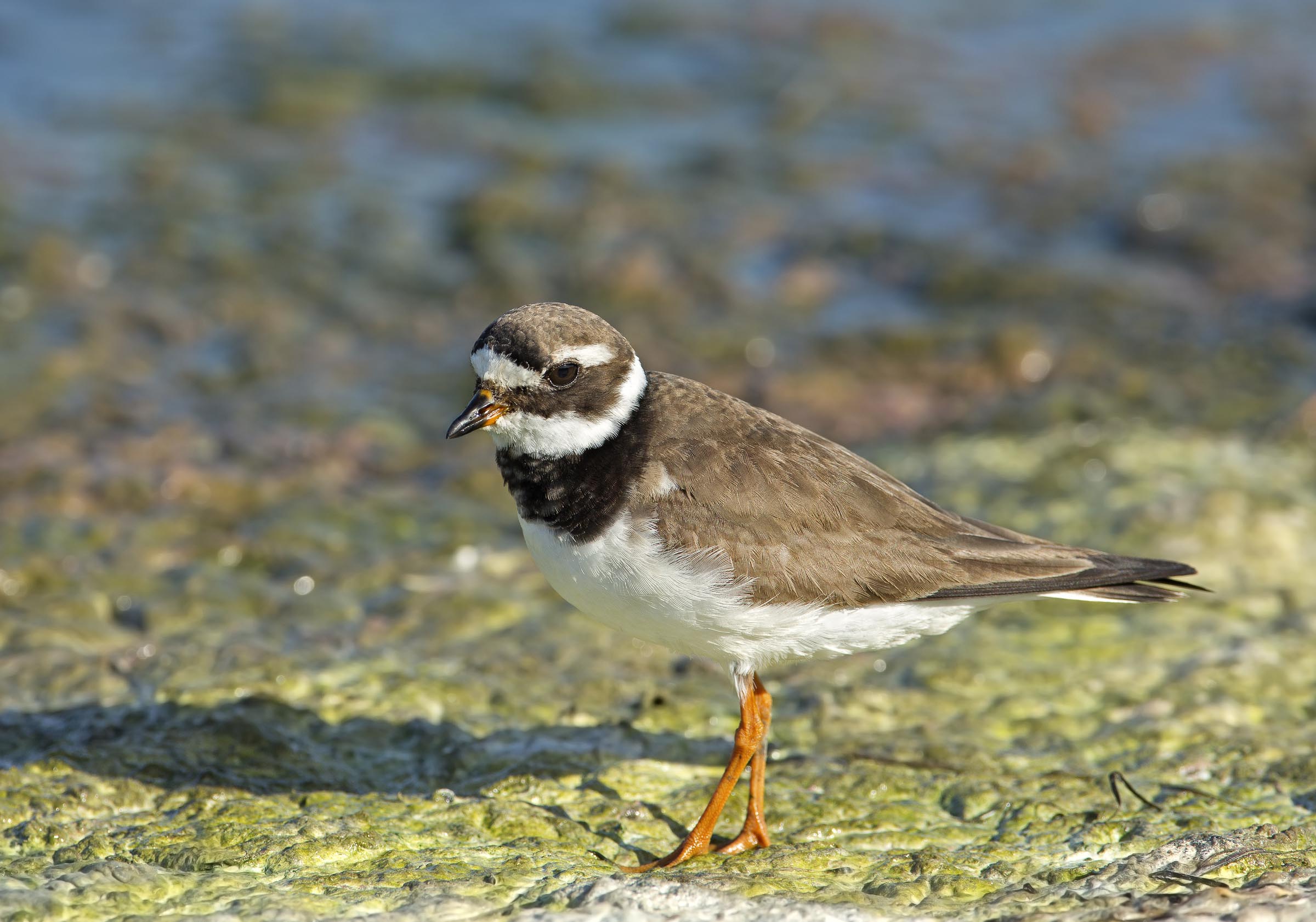 corriere grosso( charadrius hiaticula)