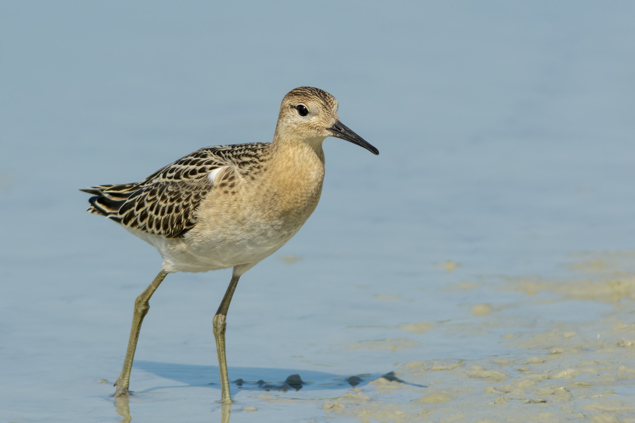 Ruff (Philomachus pugnax)