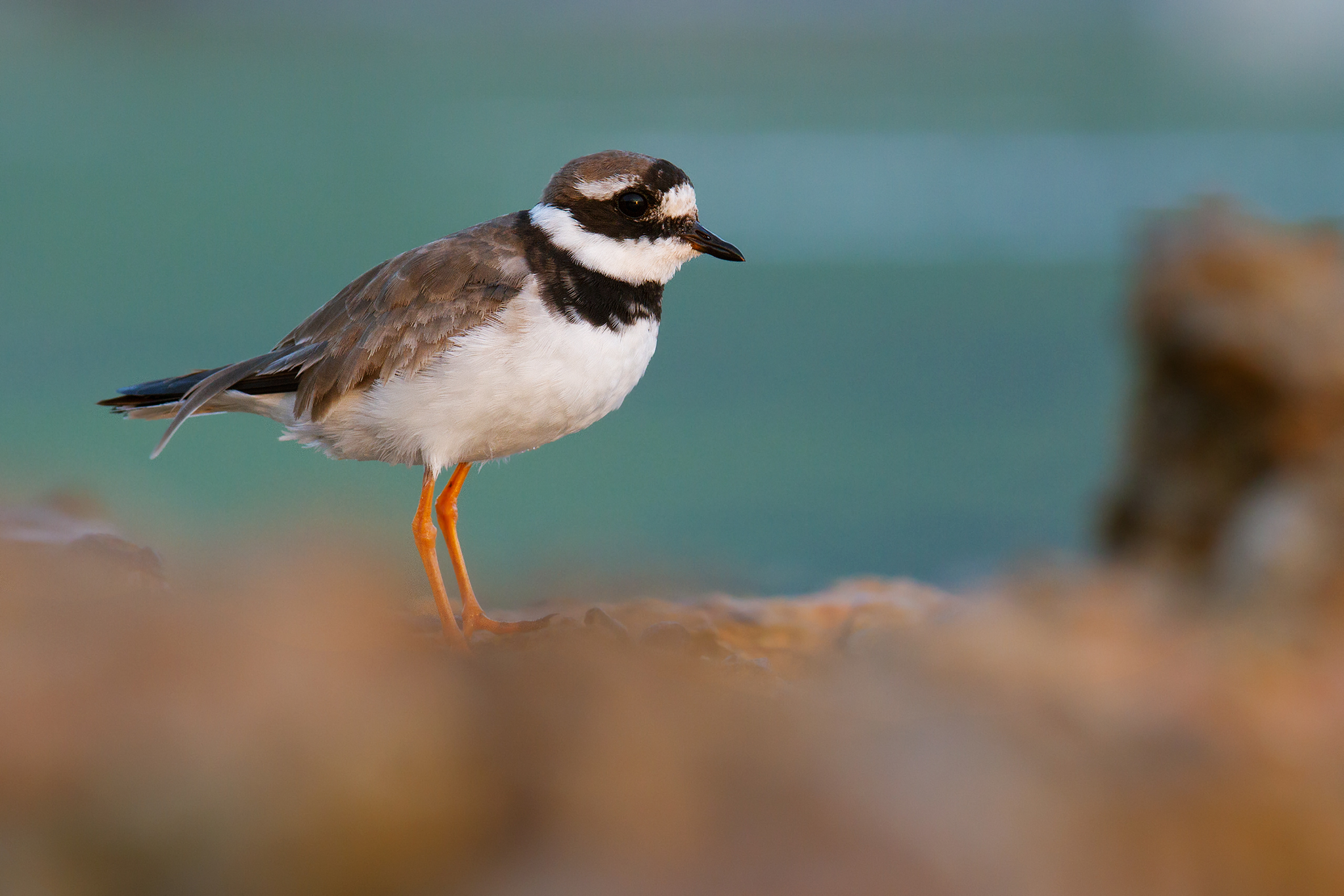Ringed Plover