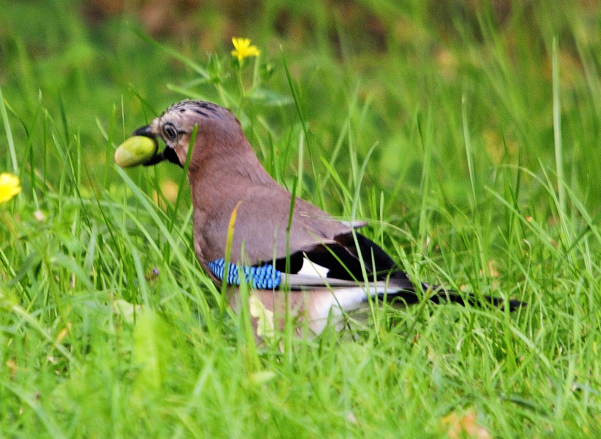 nascondo la ghianda..