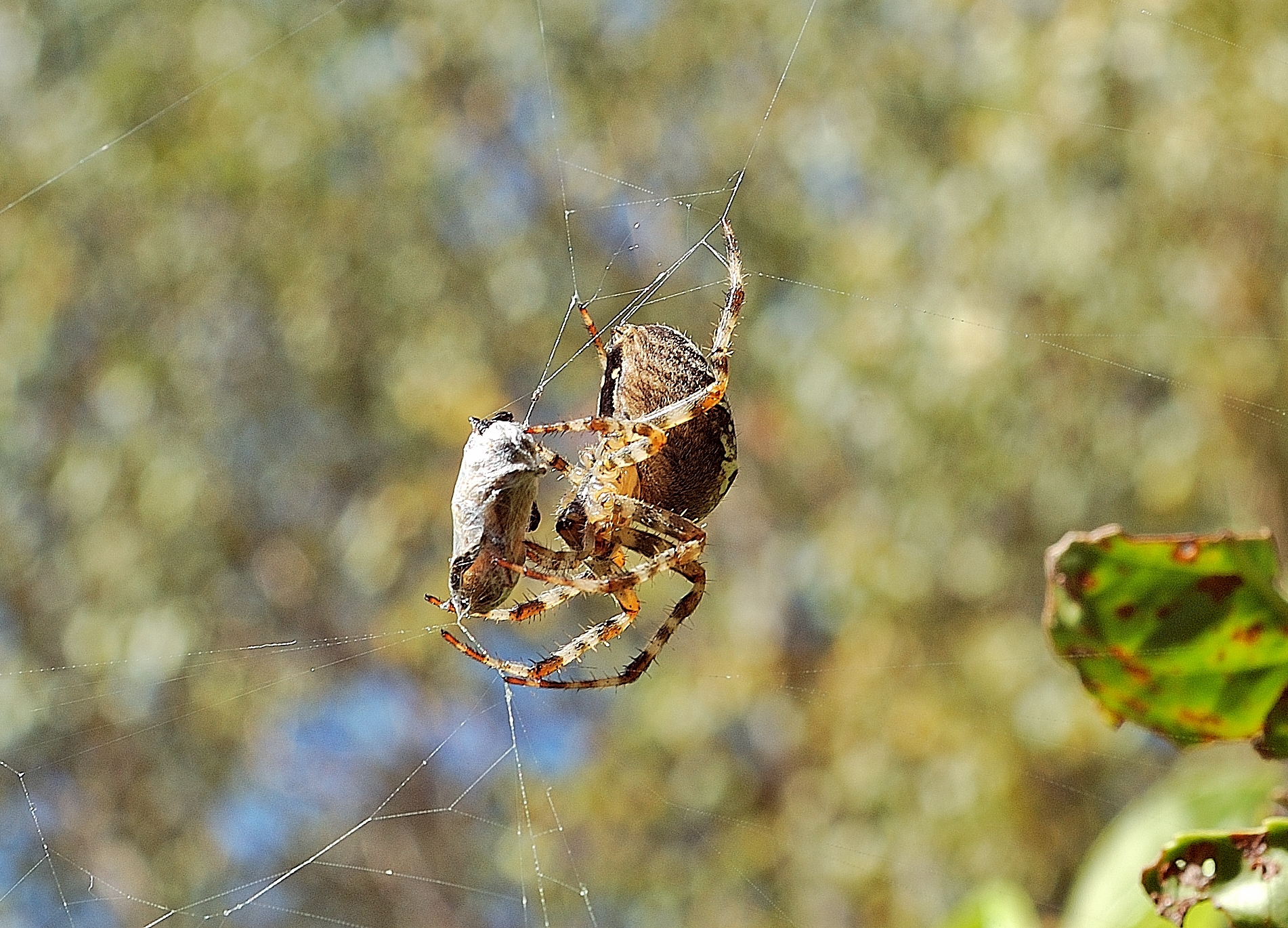 il ragno e la sua preda