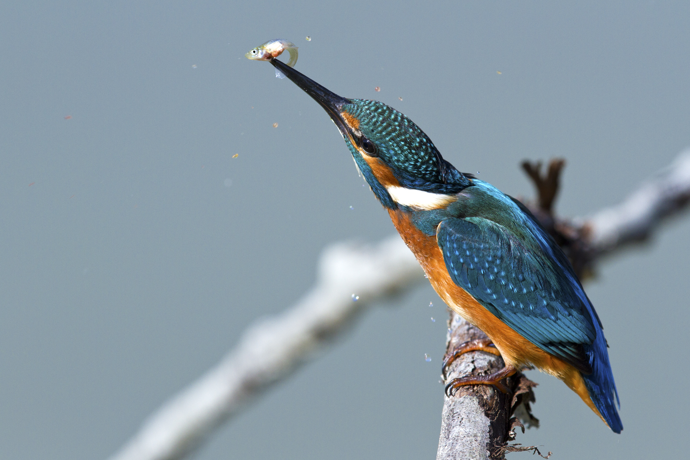Martino.... il grande pescatore!!