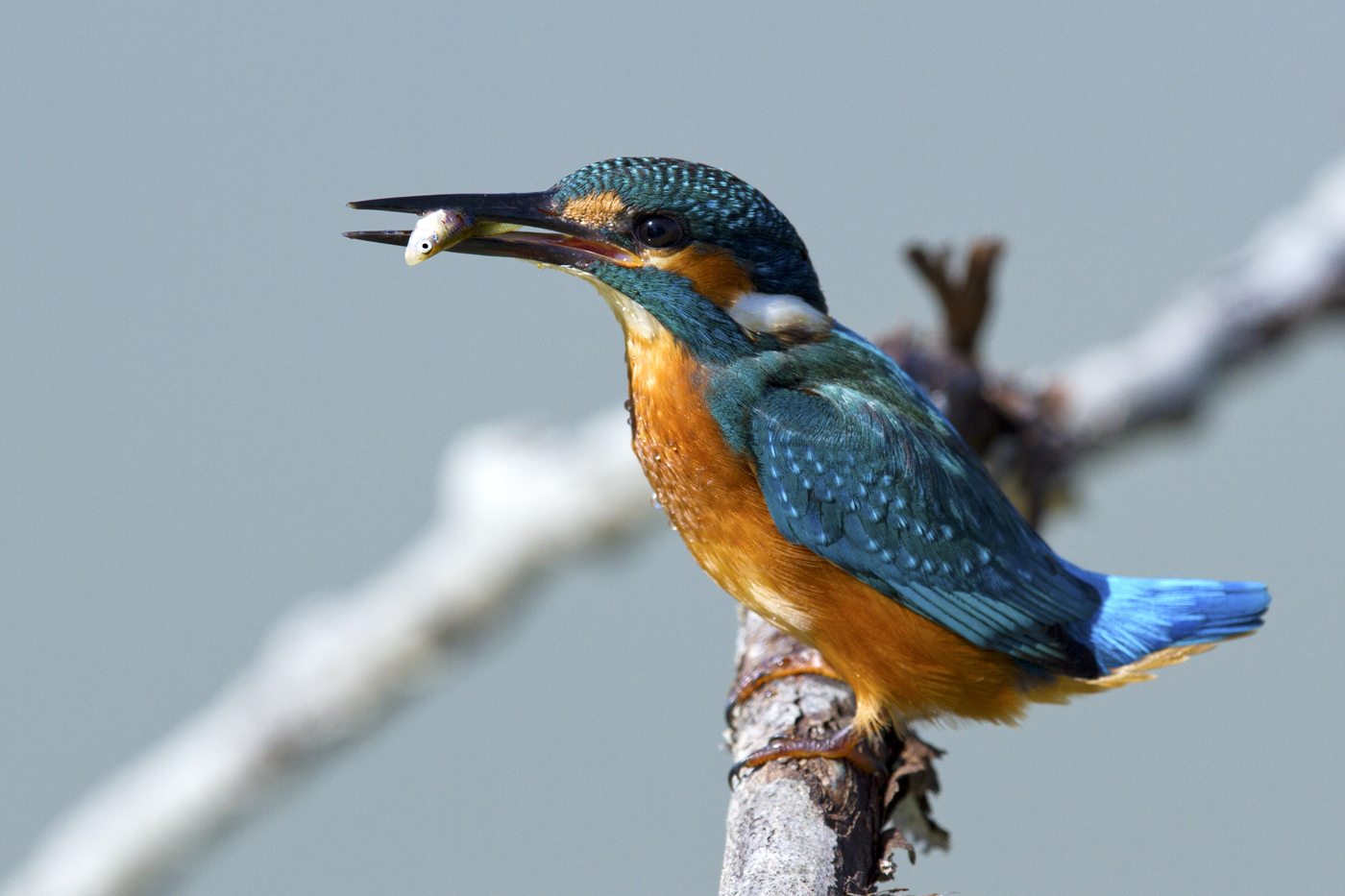 Martino ........ il grande pescatore