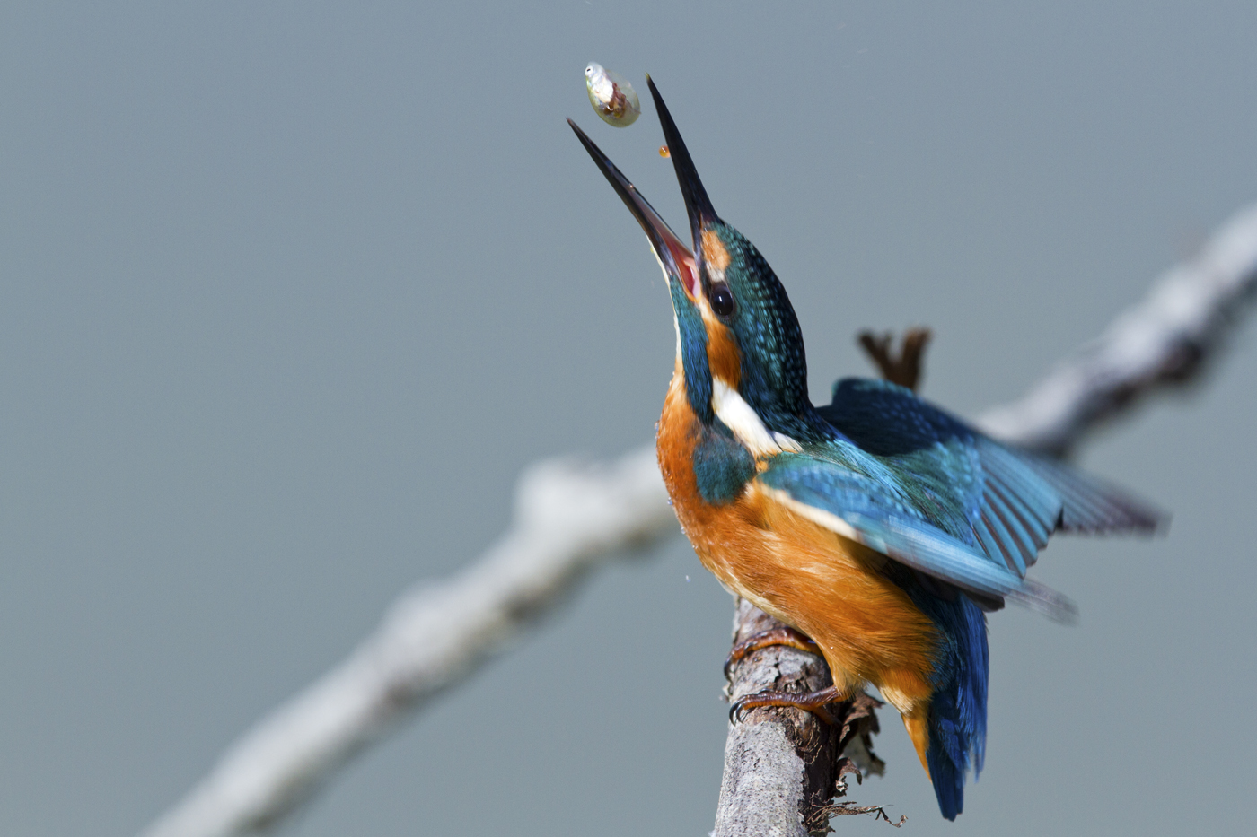 martino ....... the big fisherman !!