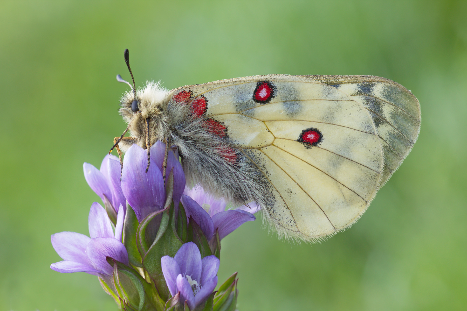 Parnassius phoebus