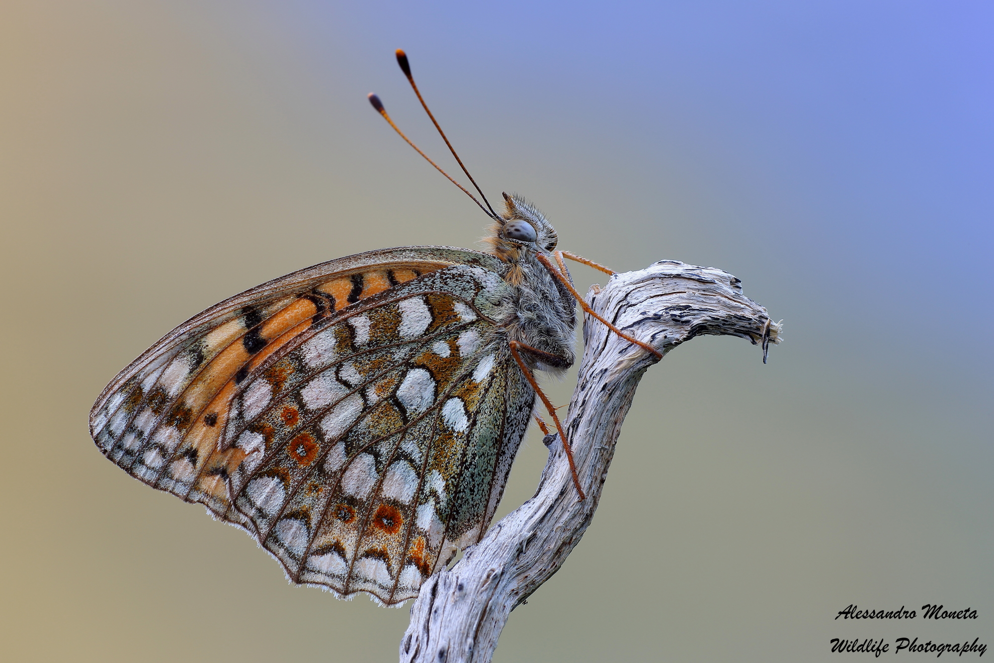 Argynnis Aglaja