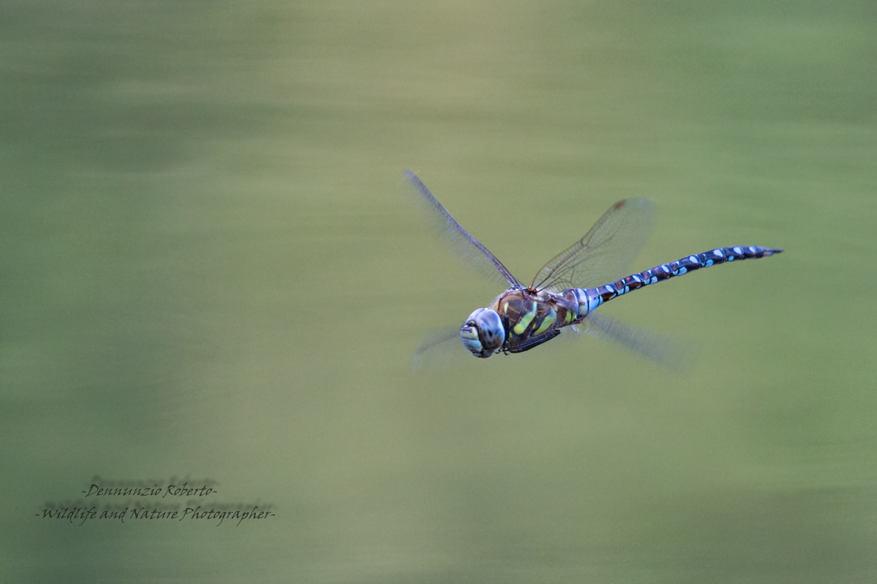 Dragonfly