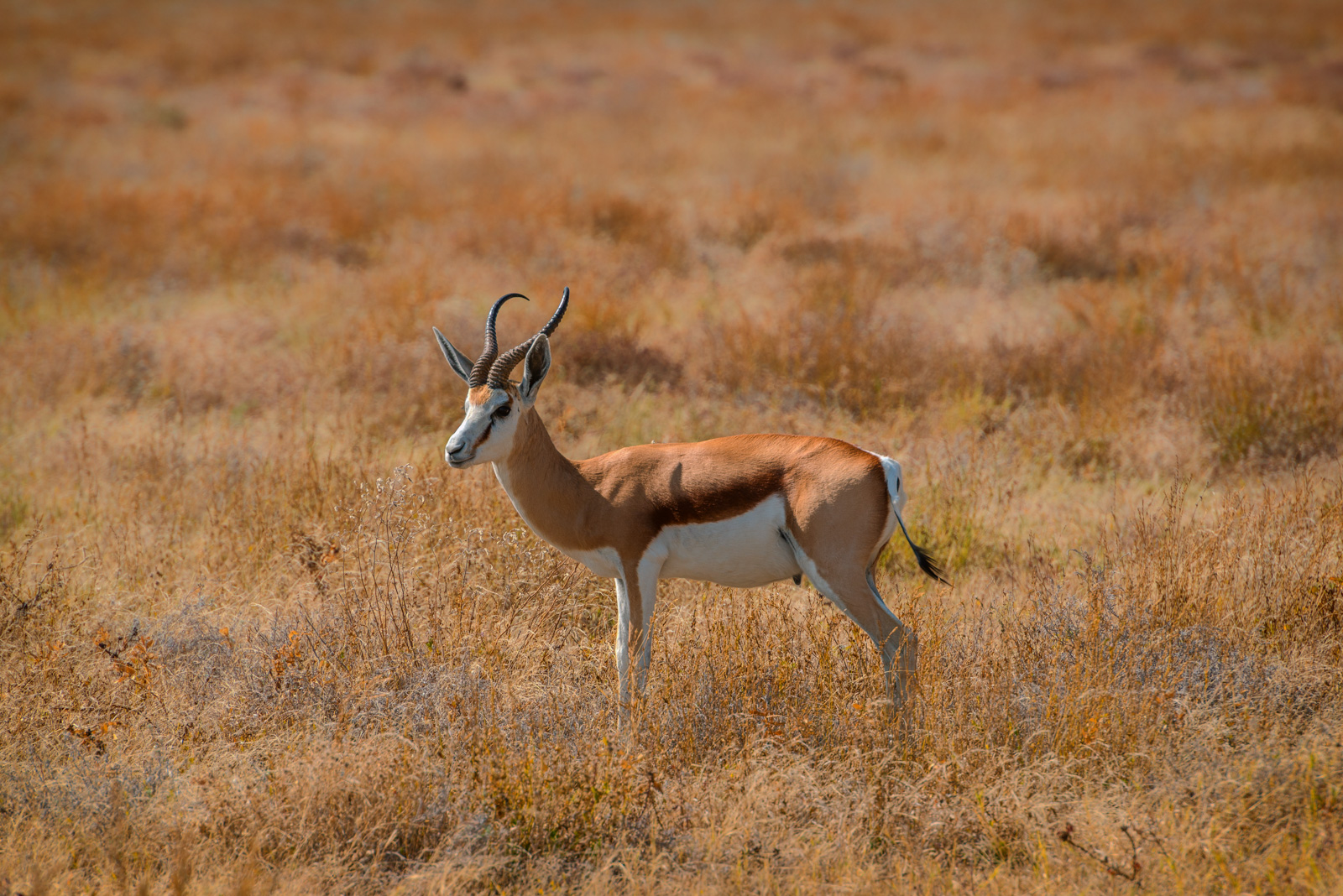 Springbok