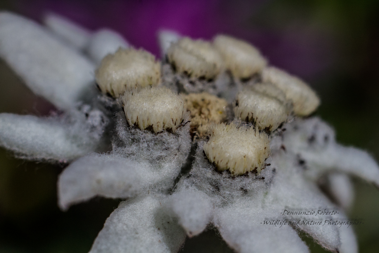 entering a Stella Alpina