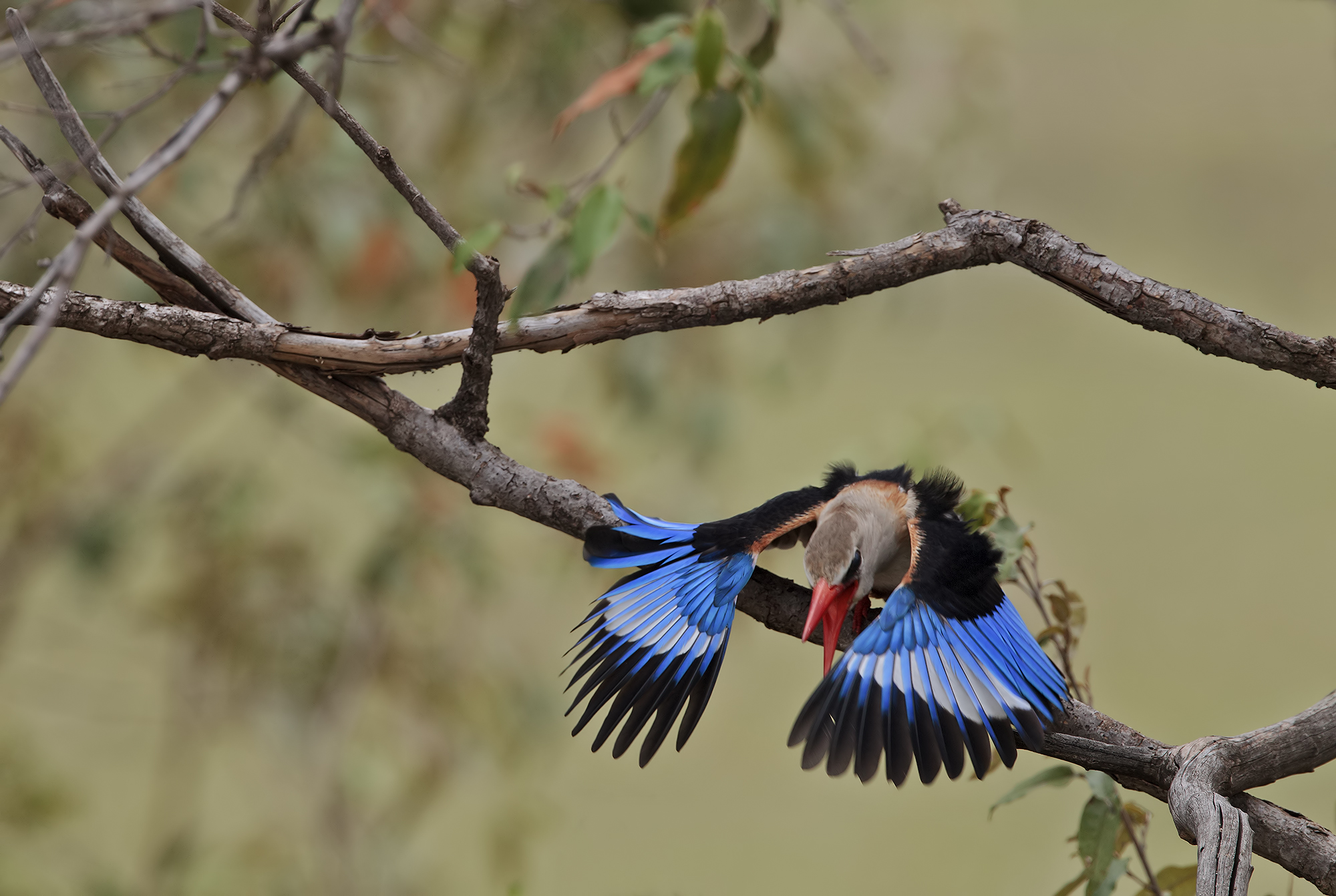 Gray-headed kingfisher