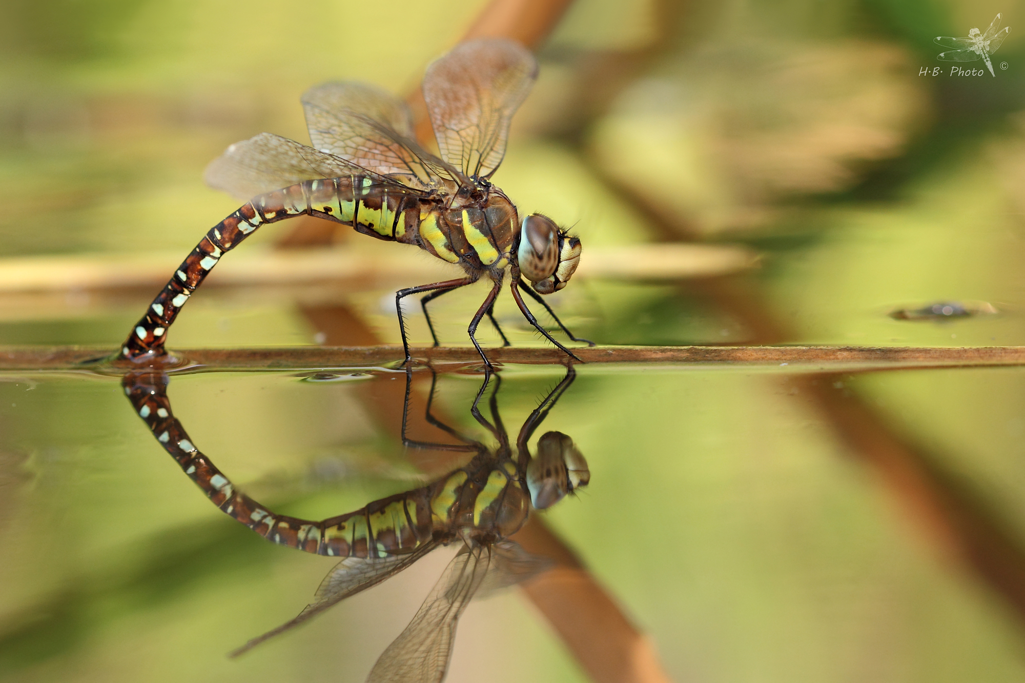 Aeshna mixta, femmina, ovideposizione