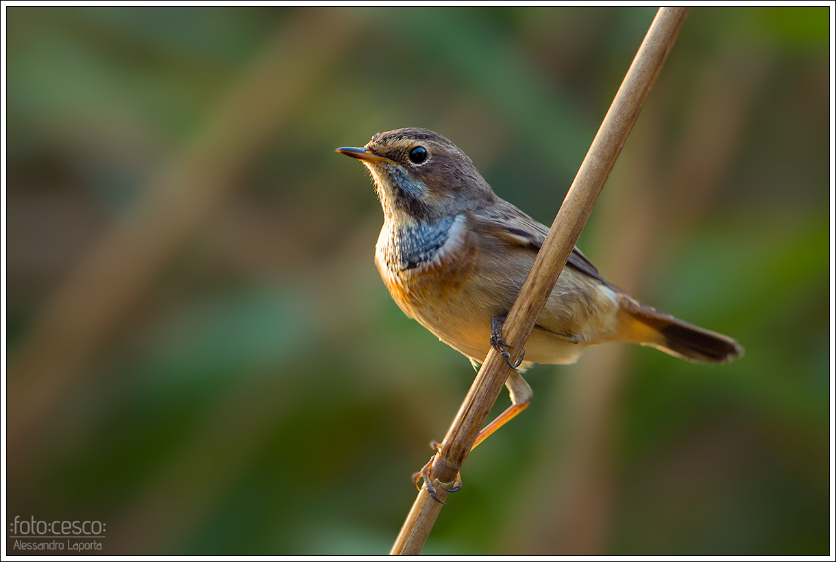 Bluethroat - Bluethroat - Bluethroat