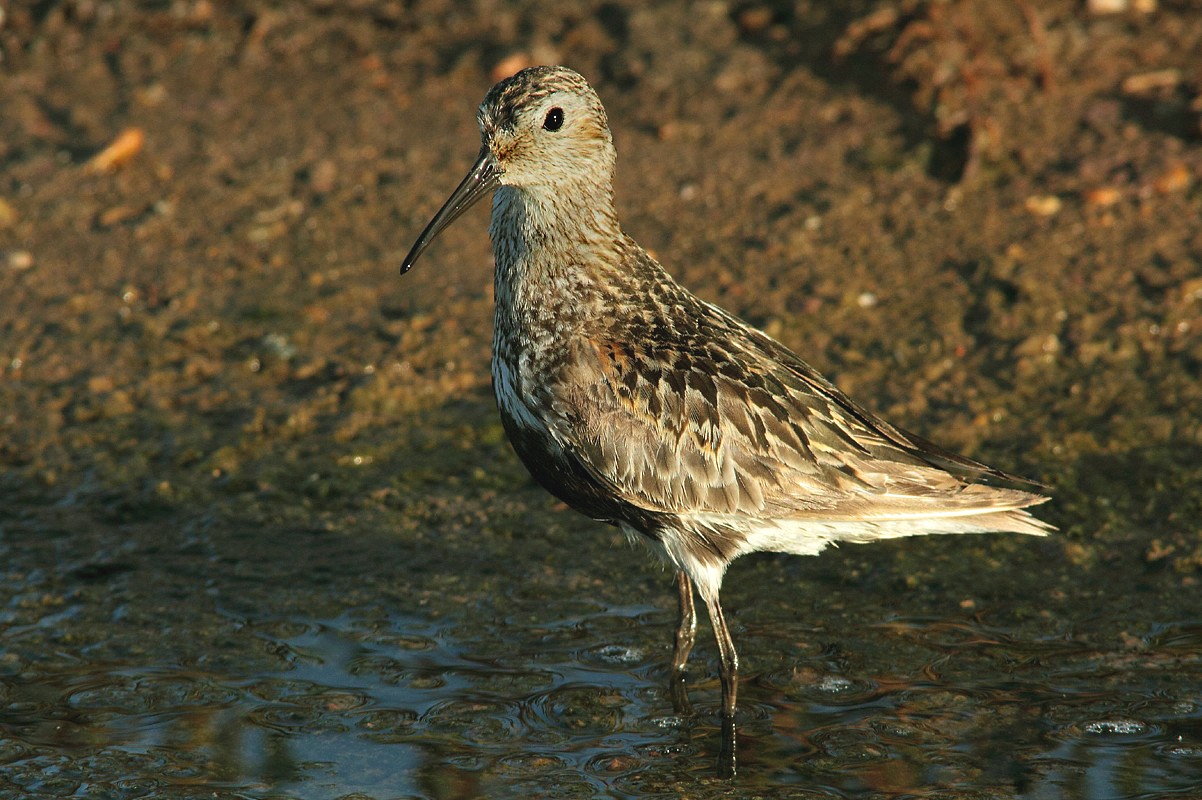 Sandpiper black belly
