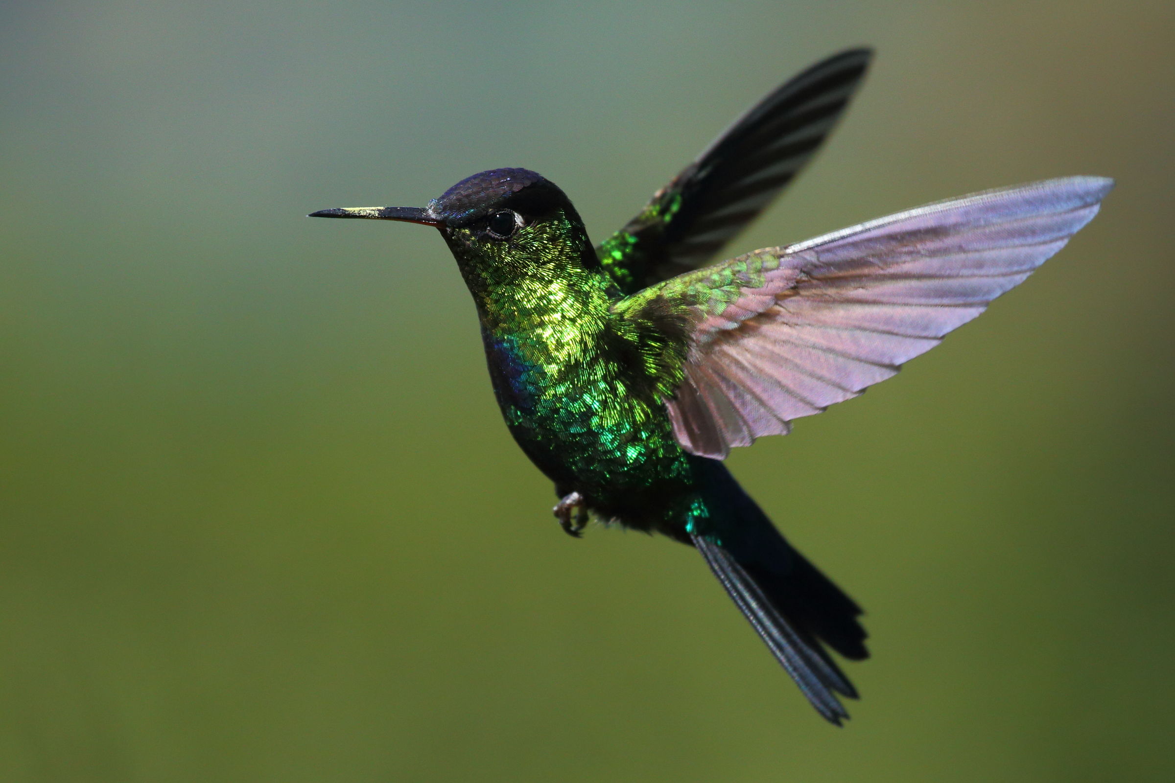Colibrì goladifiamma