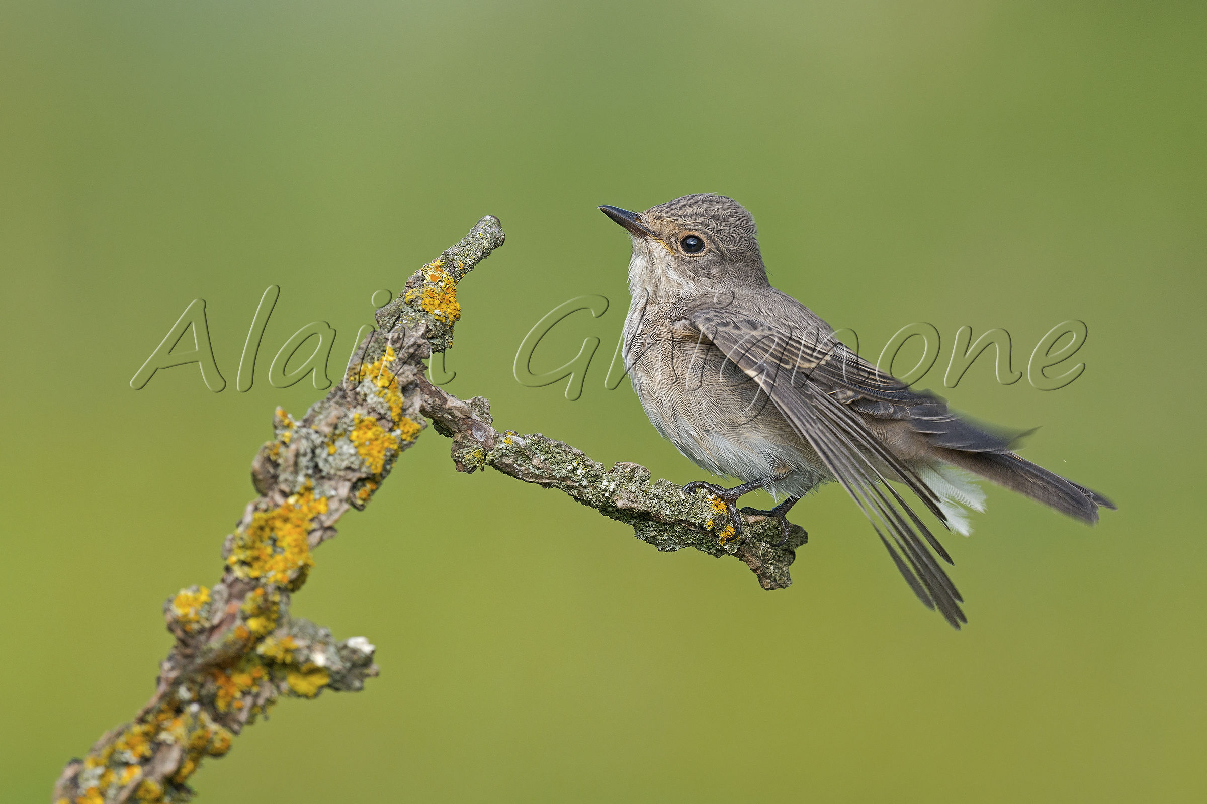 a Mr. Flycatcher ...