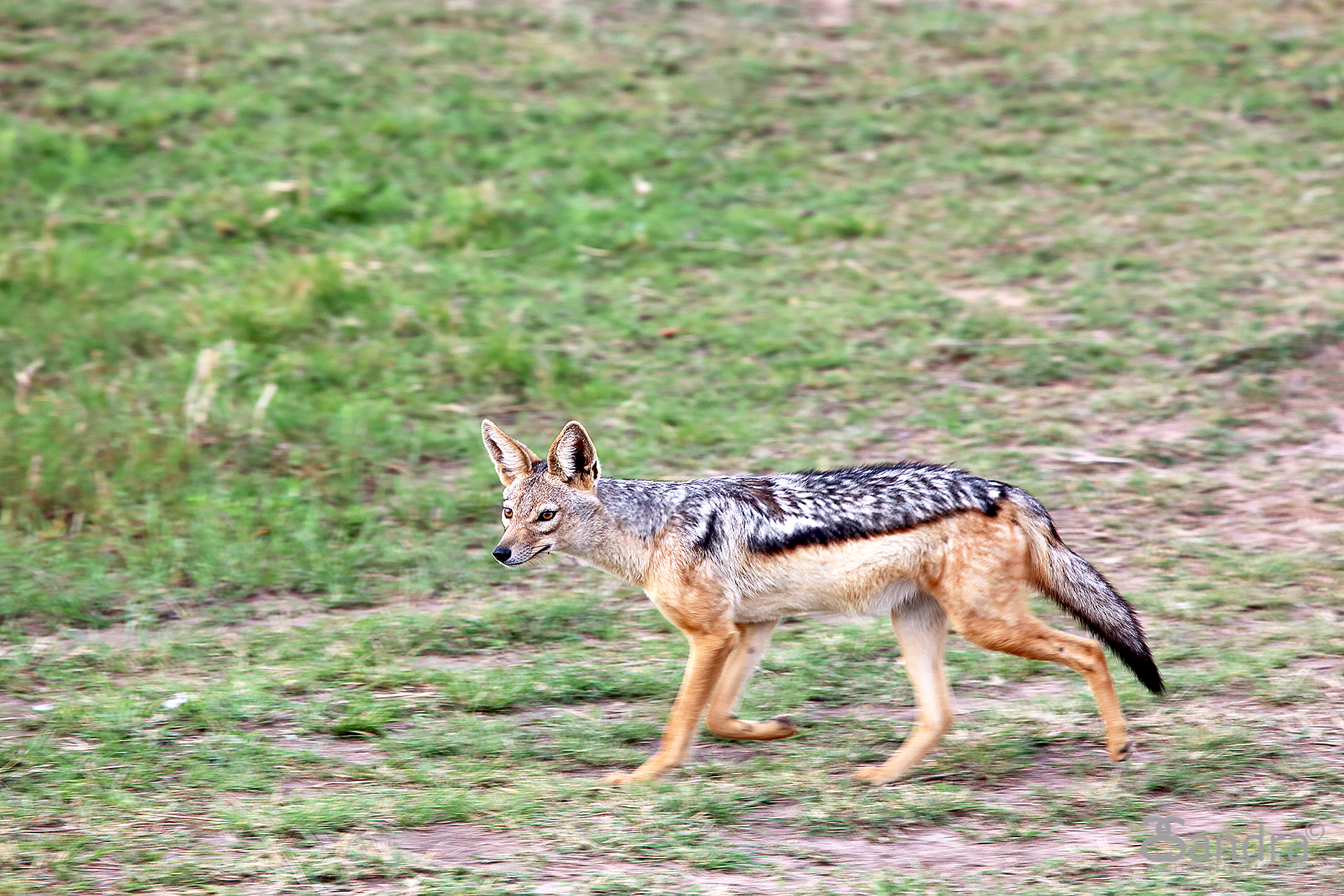 Jackal walking