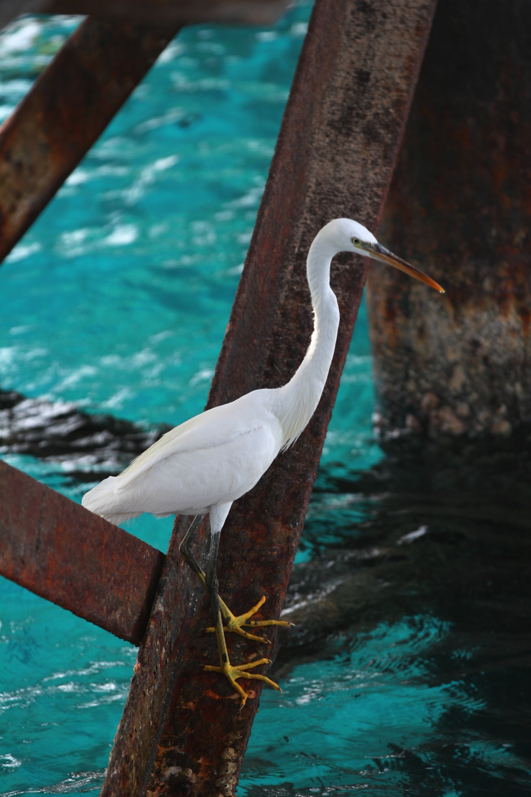 pronto ad araffare il pesce