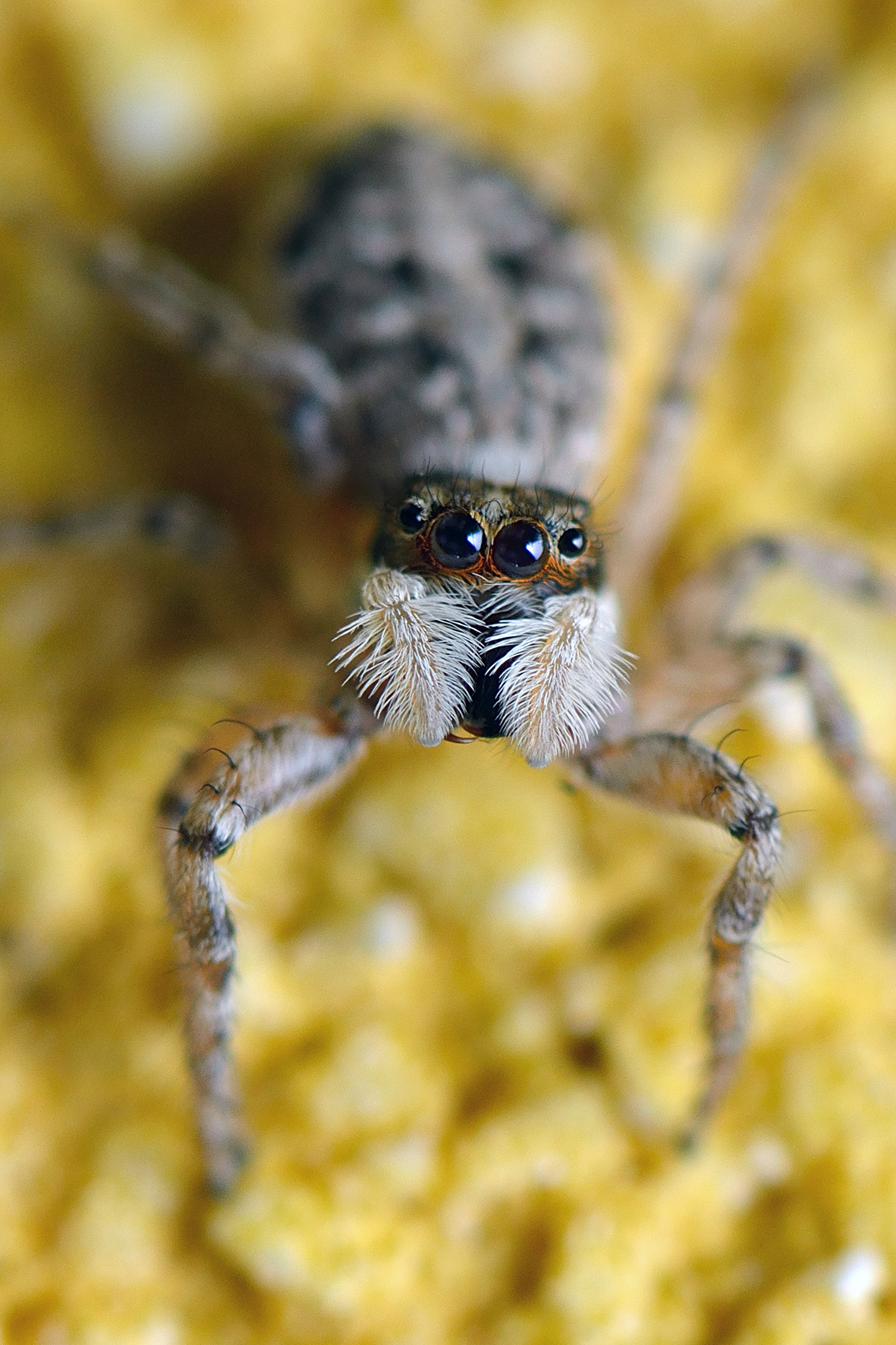 Salticidae