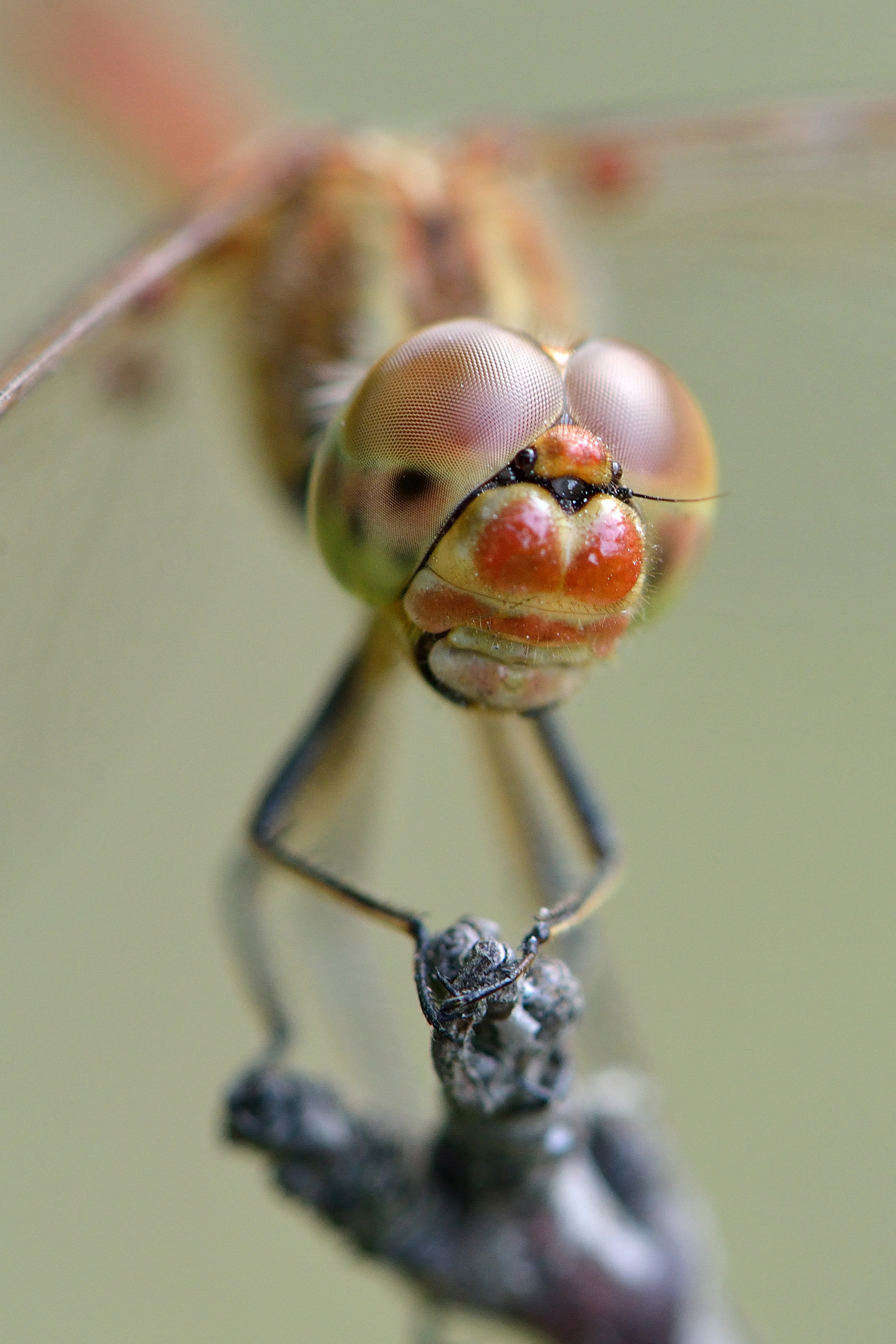 Dragonfly