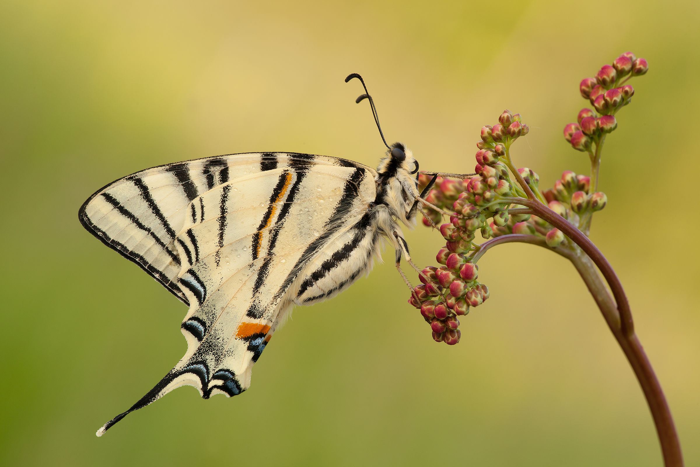 Podalirio - royal background
