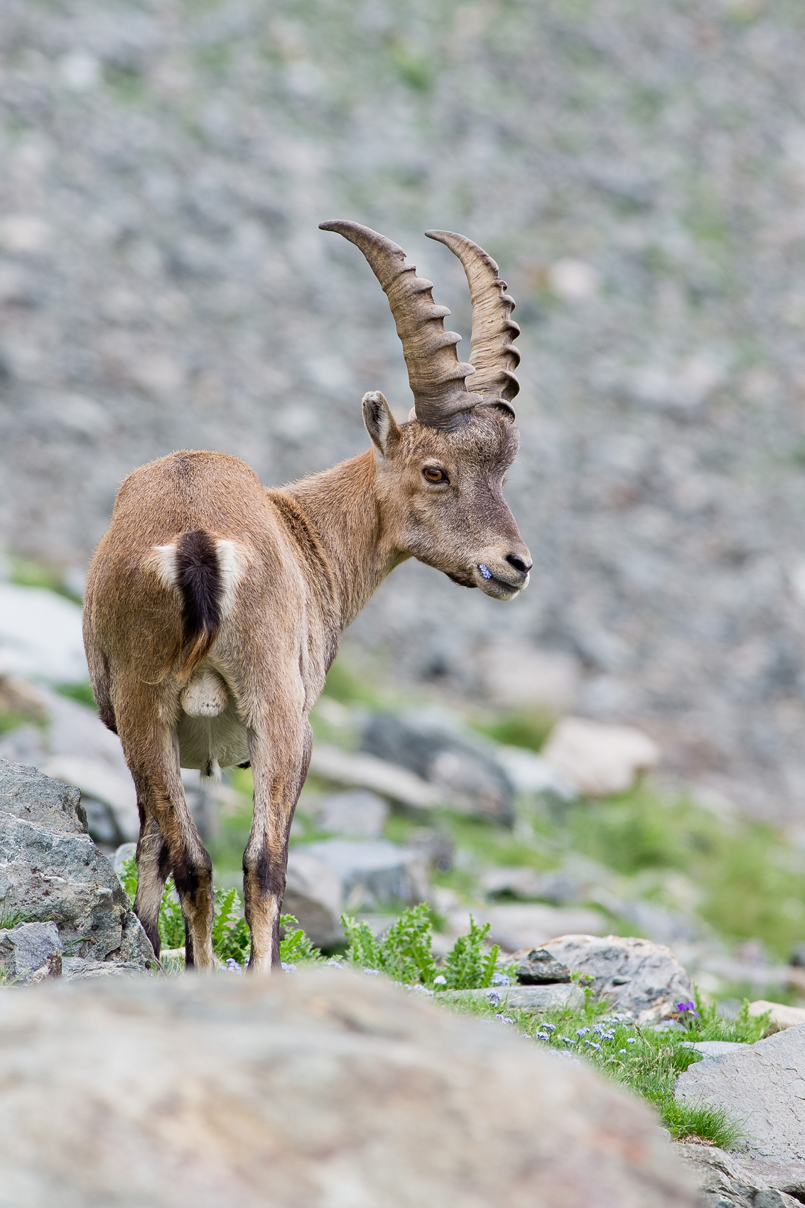 Stambecco con fiorellino