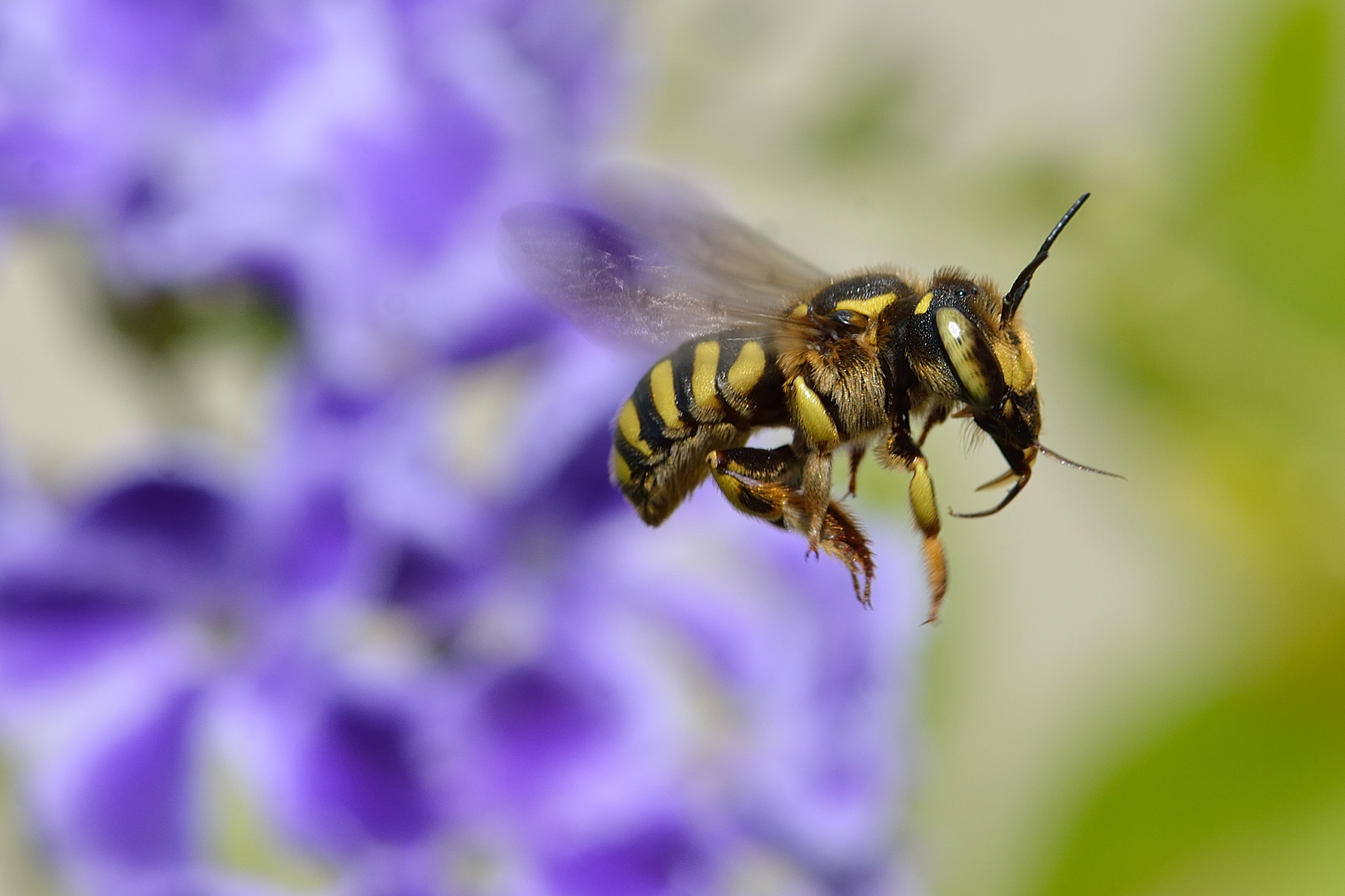 Anthidium sp. bee