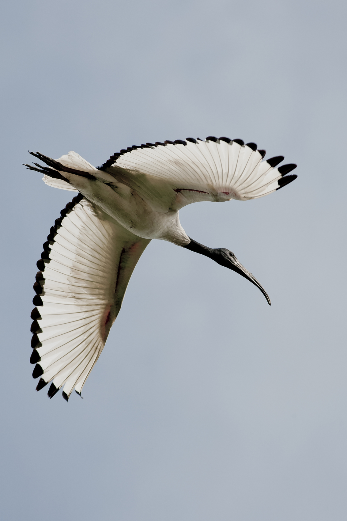Sacred Ibis