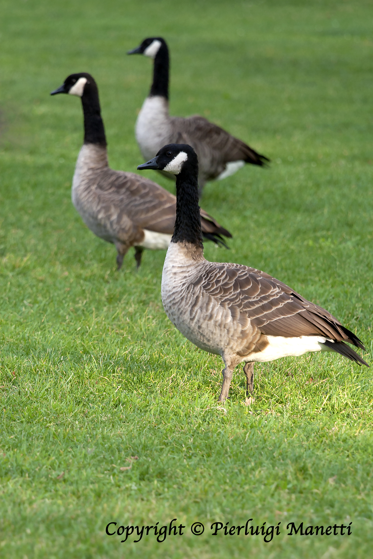 Gemelle, oche canadesi