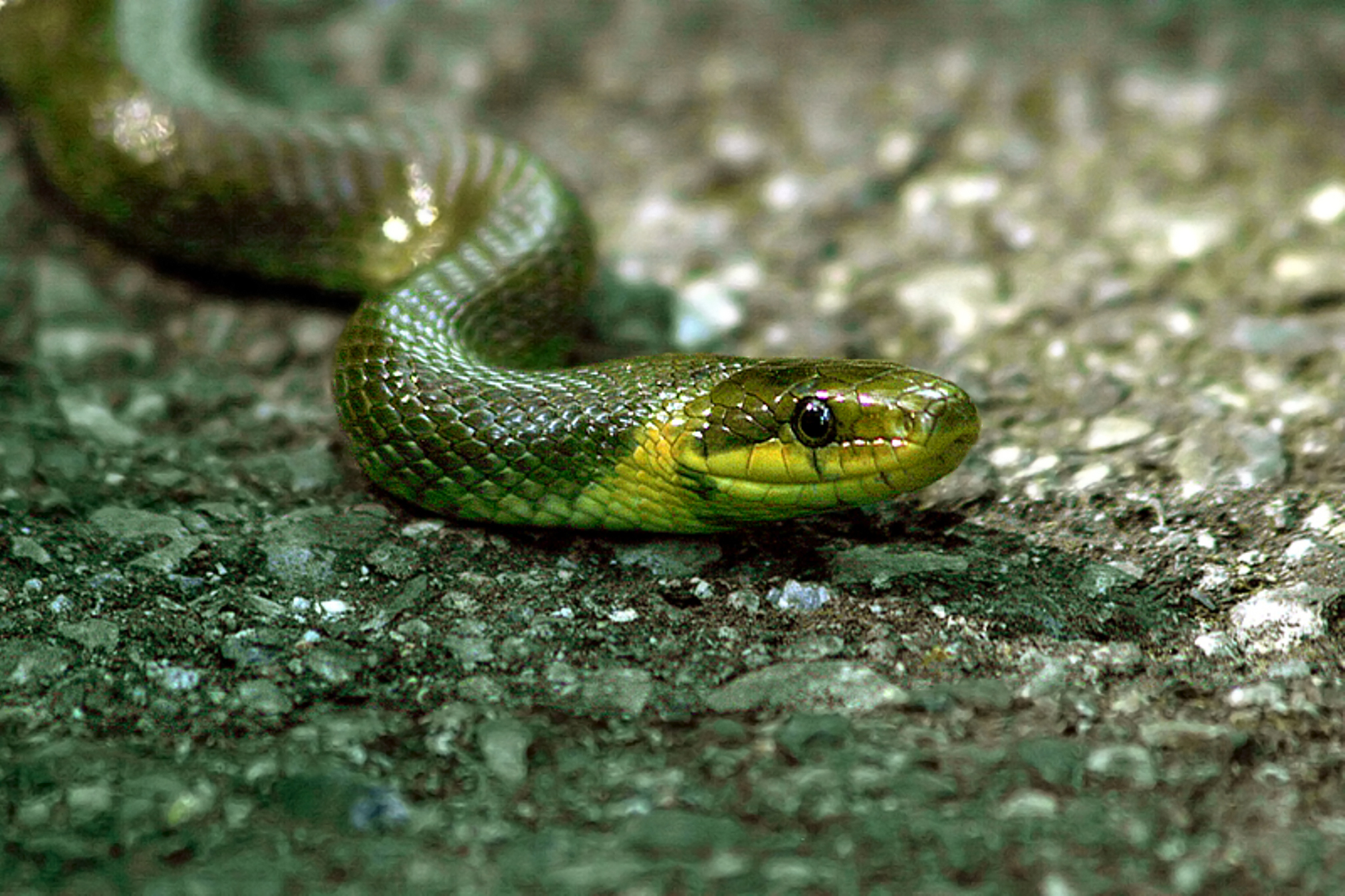 Colubro di Esculapio