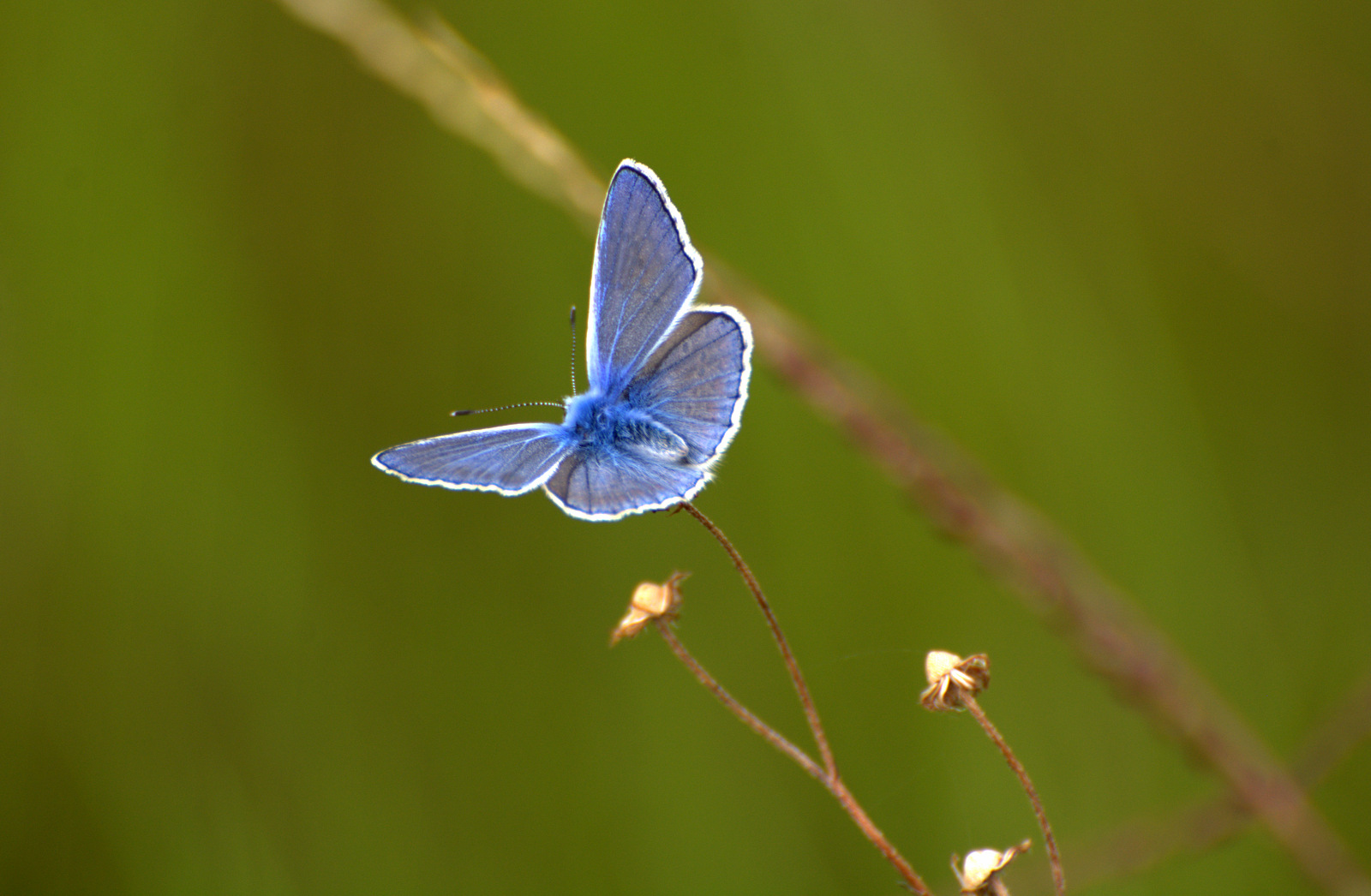 Lysandra bellargus