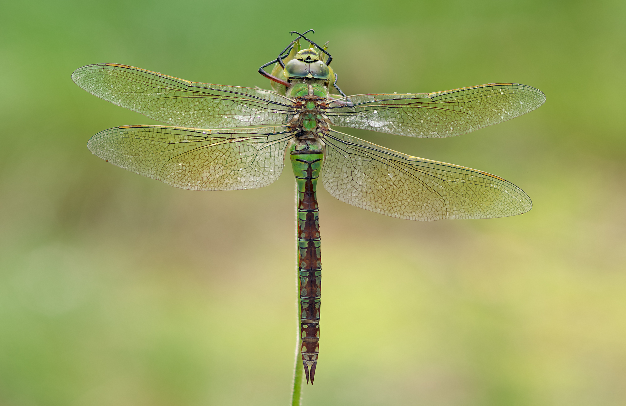 Anax Imperator