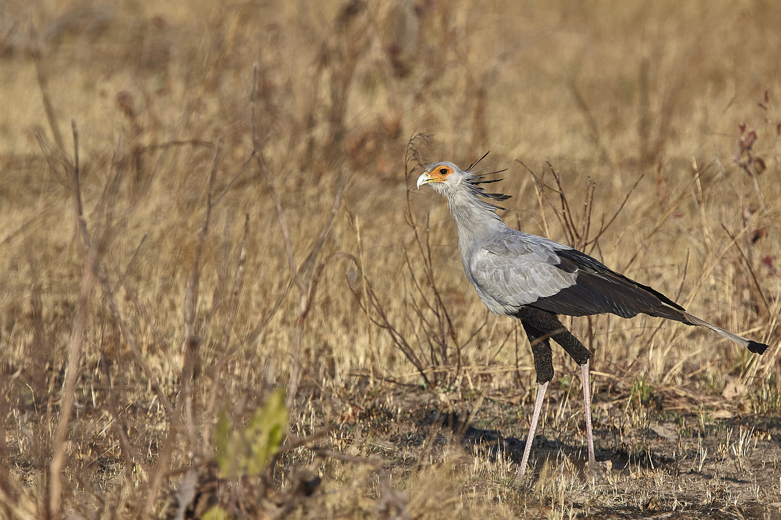 Serpentario - Secretary bird - Sagittarius serpentarium