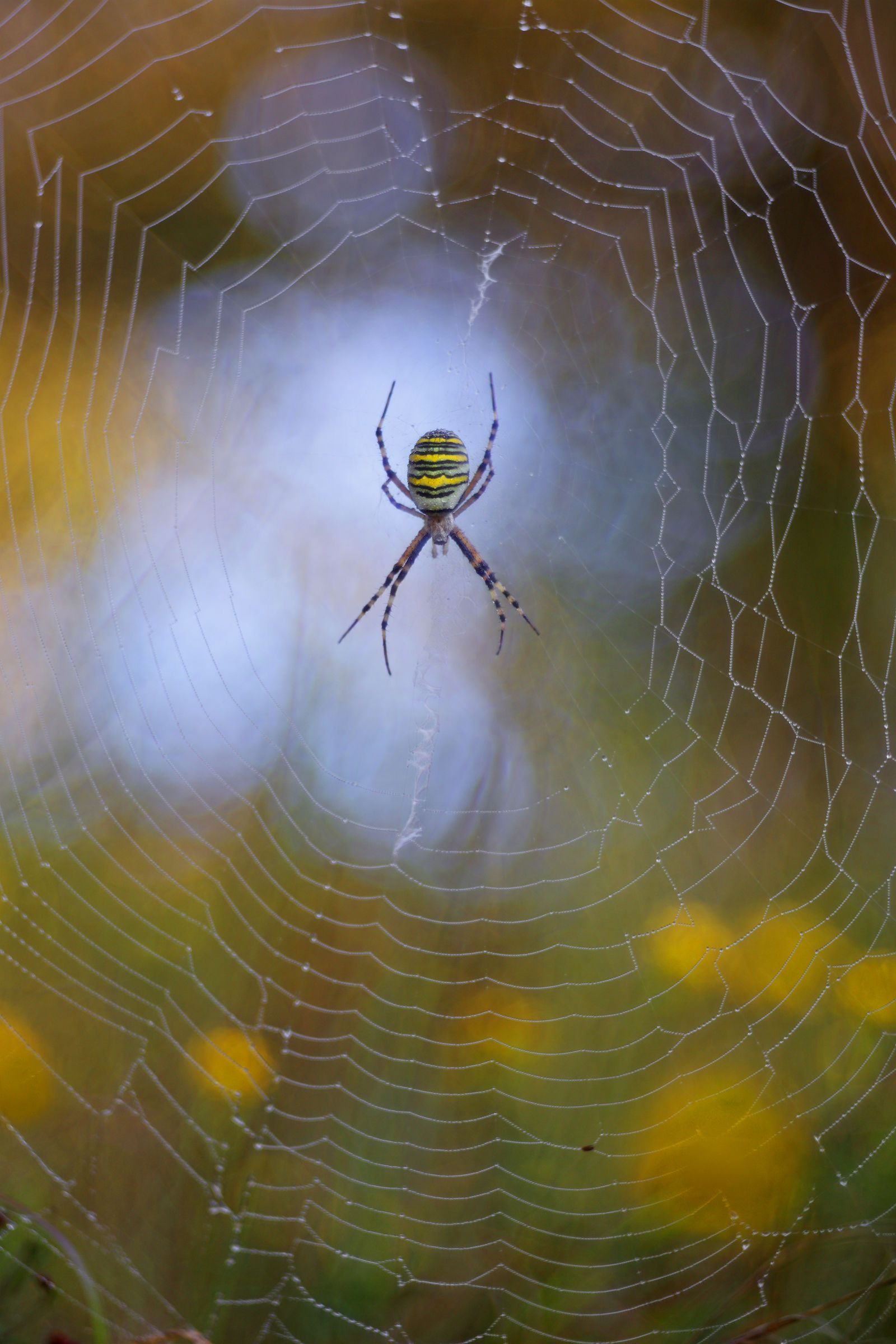Argiope bruennichi