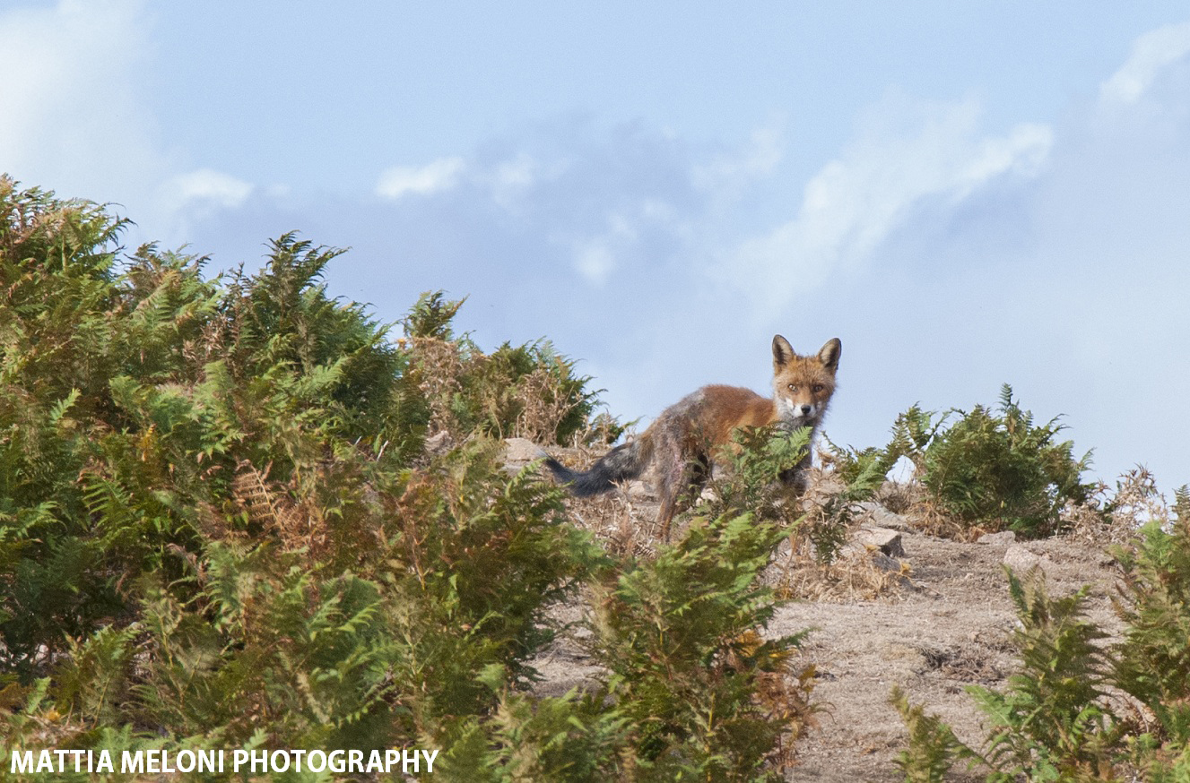 Sardinian fox