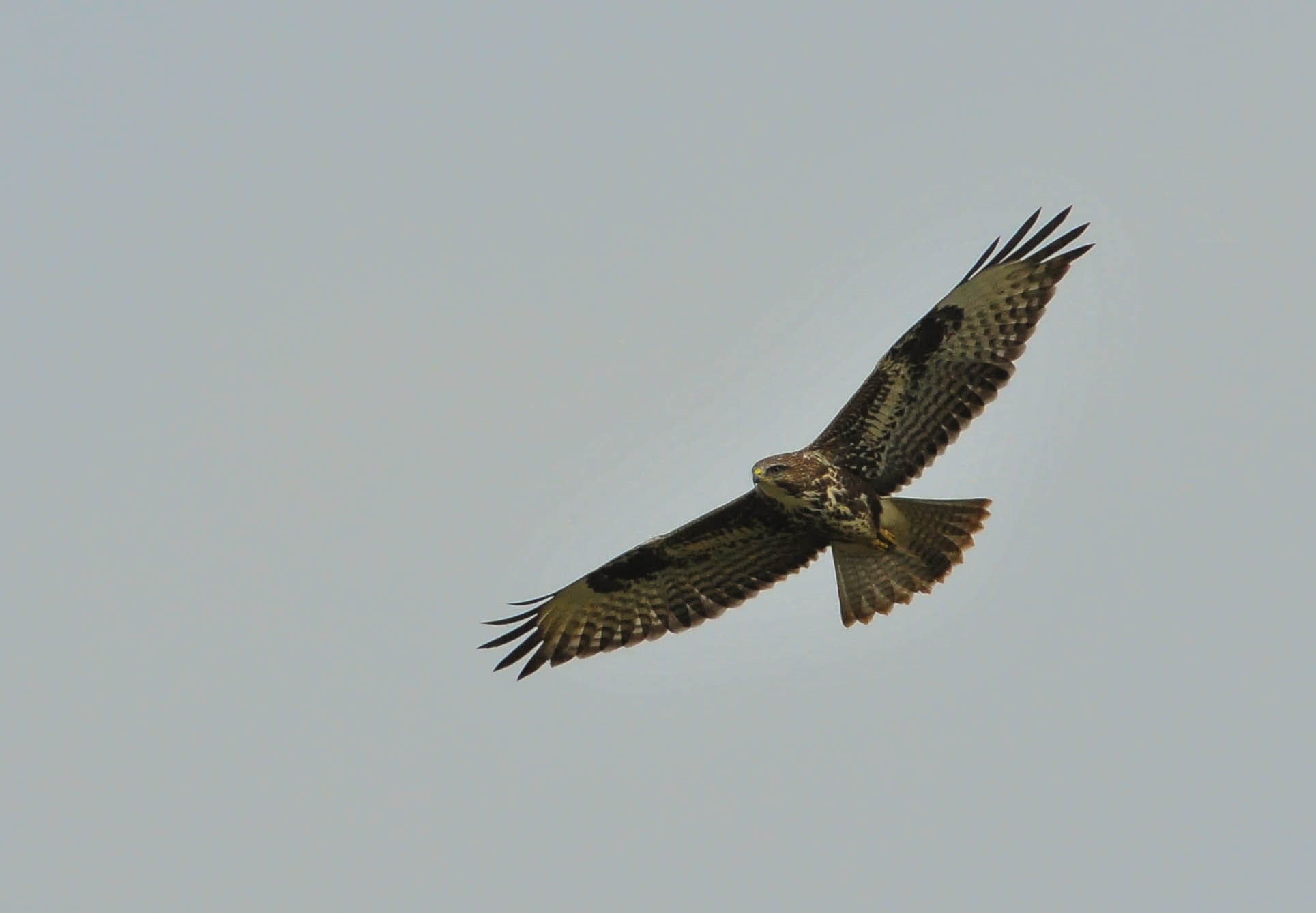 Buzzard
