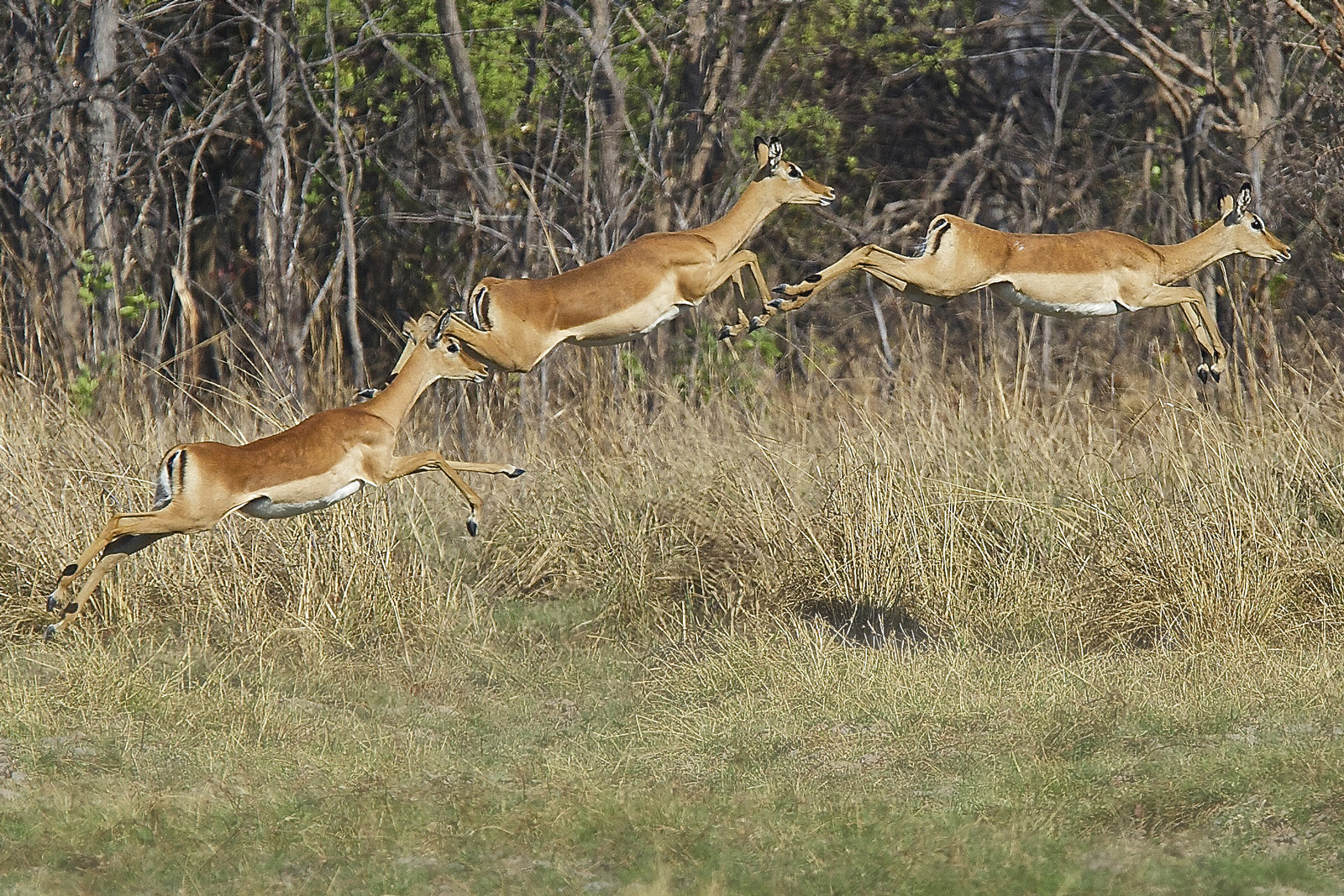 Impala