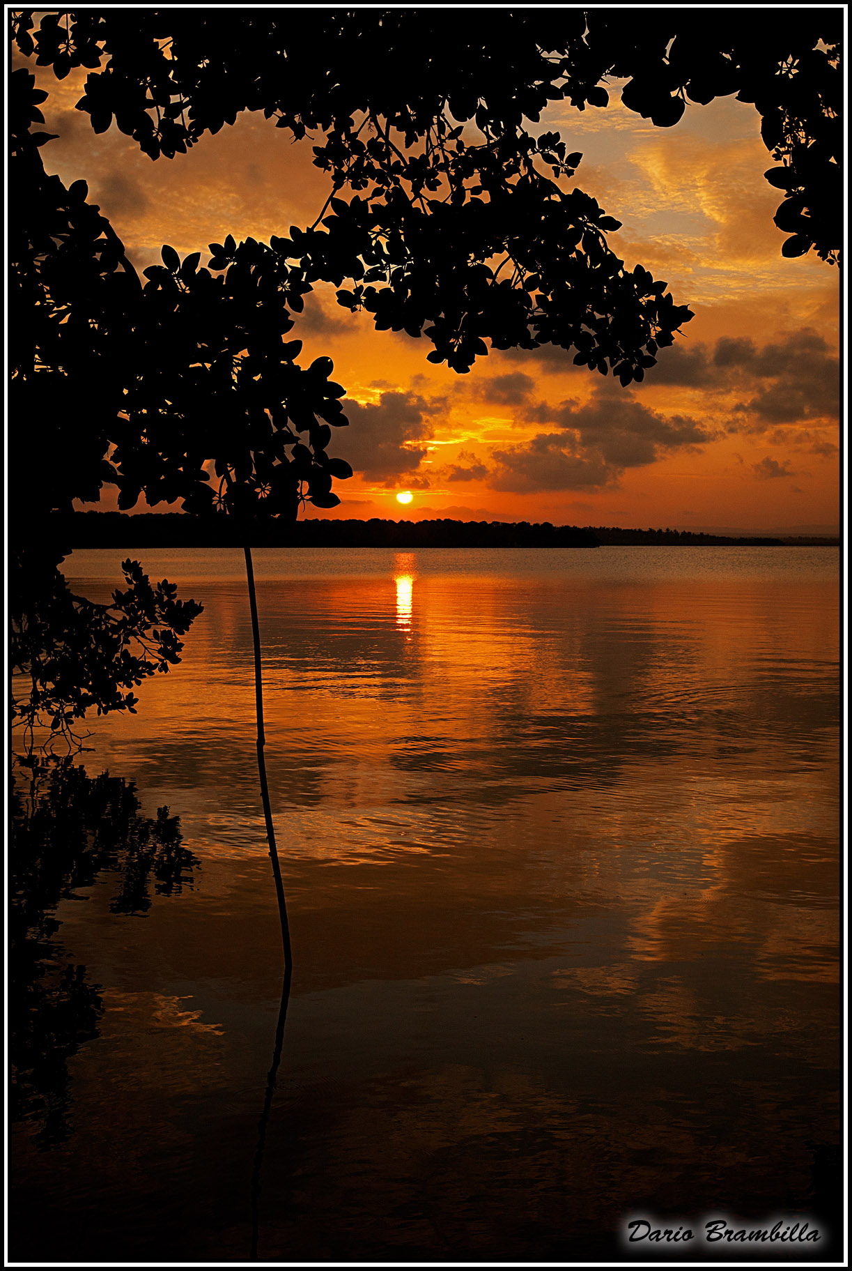Sunset through the mangroves