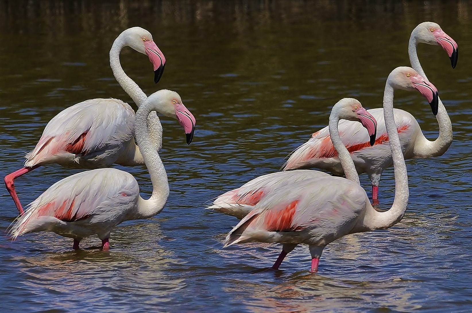 On the island of San Pietro