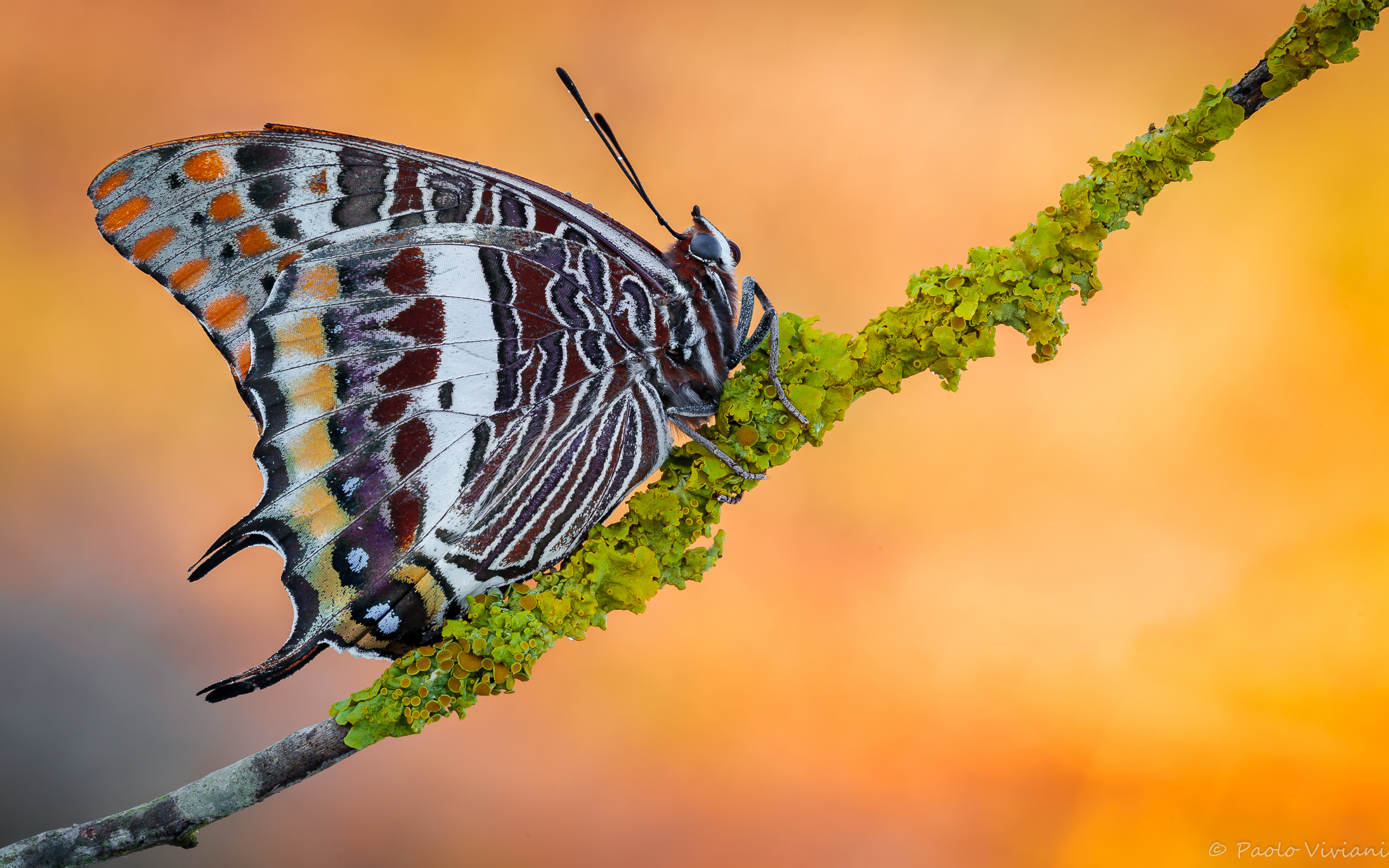 Farfalla del Corbezzolo