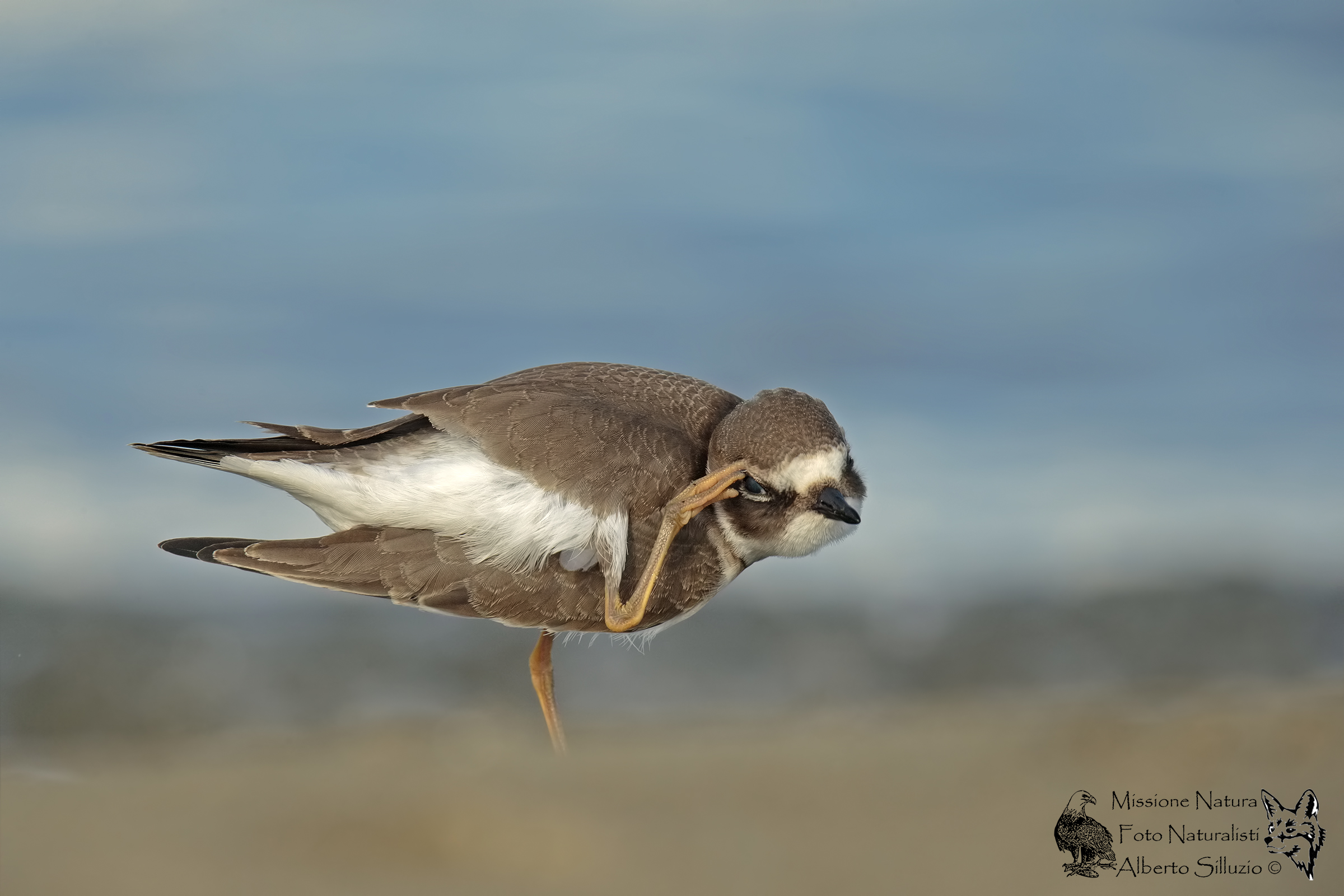 Corriere piccolo....agli ordini.......