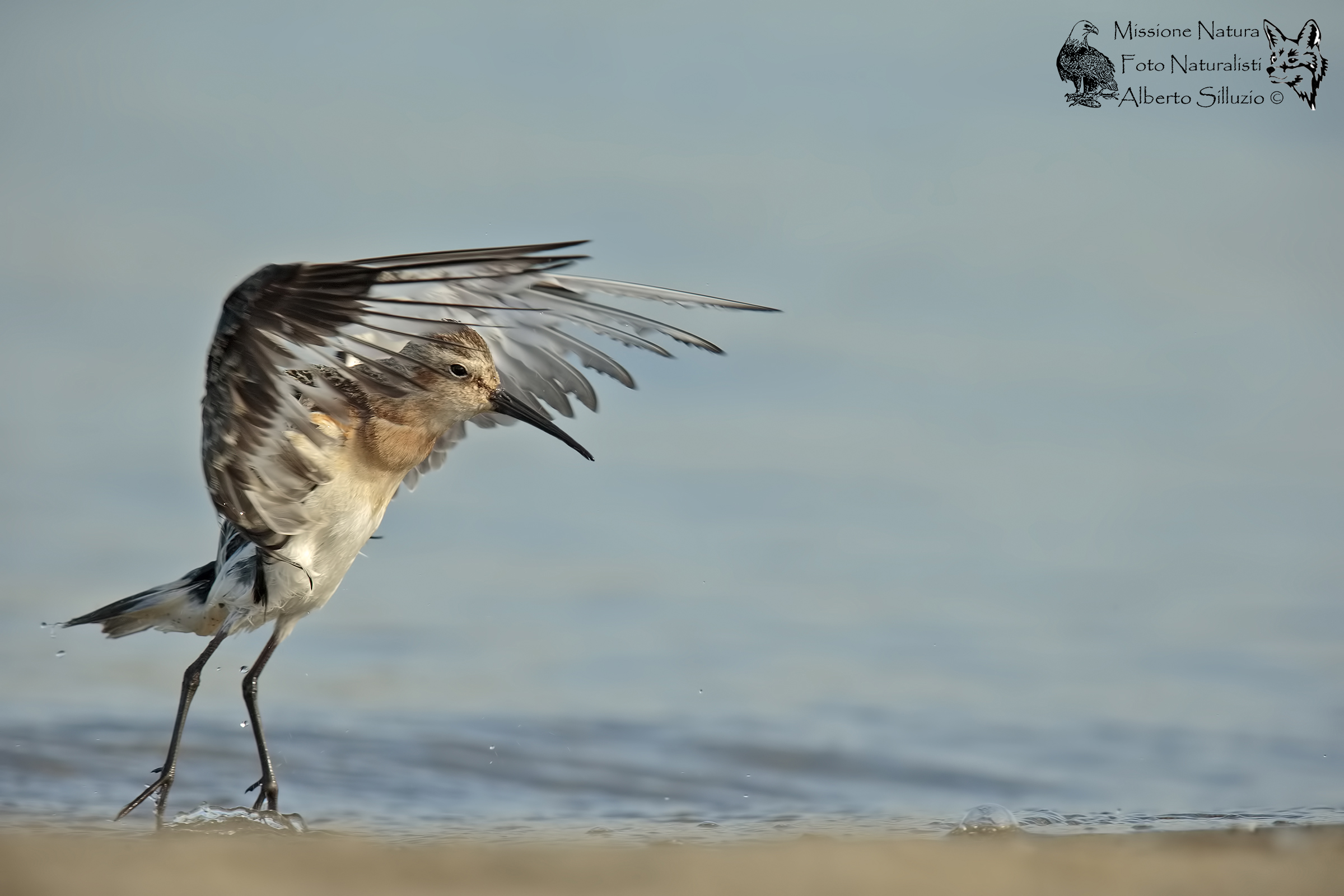 ...in punta di unghie....piovanello