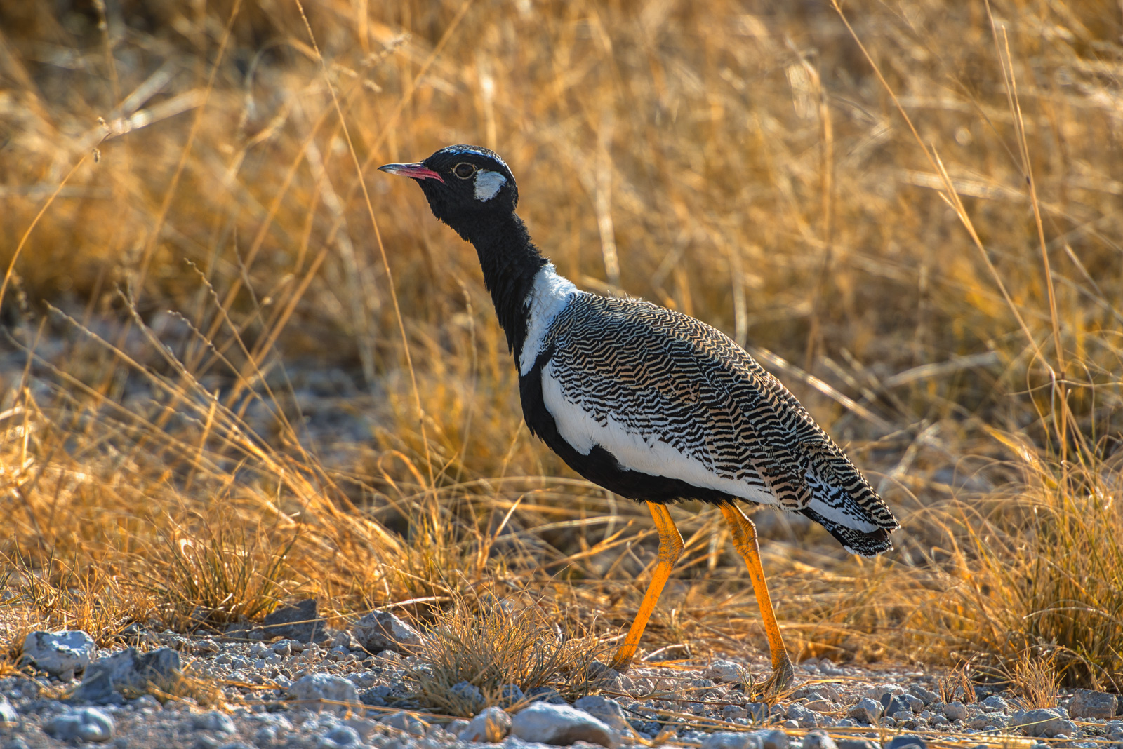 Northern black korhaan