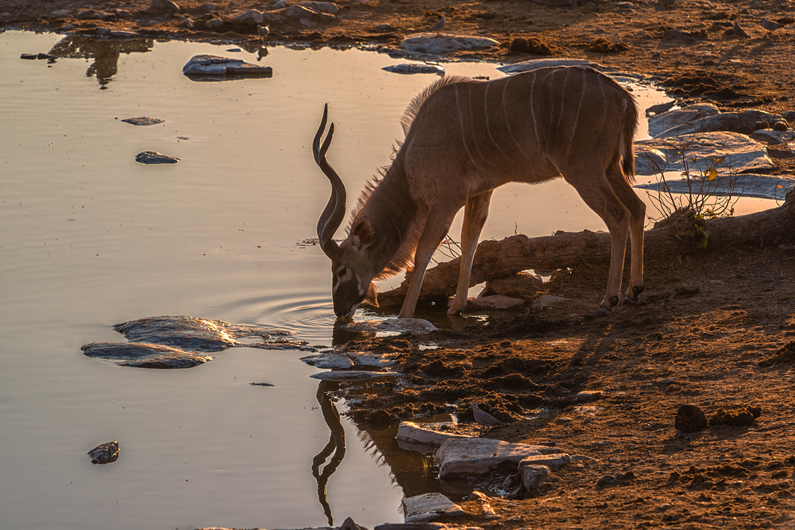 Kudu drinking at sunset