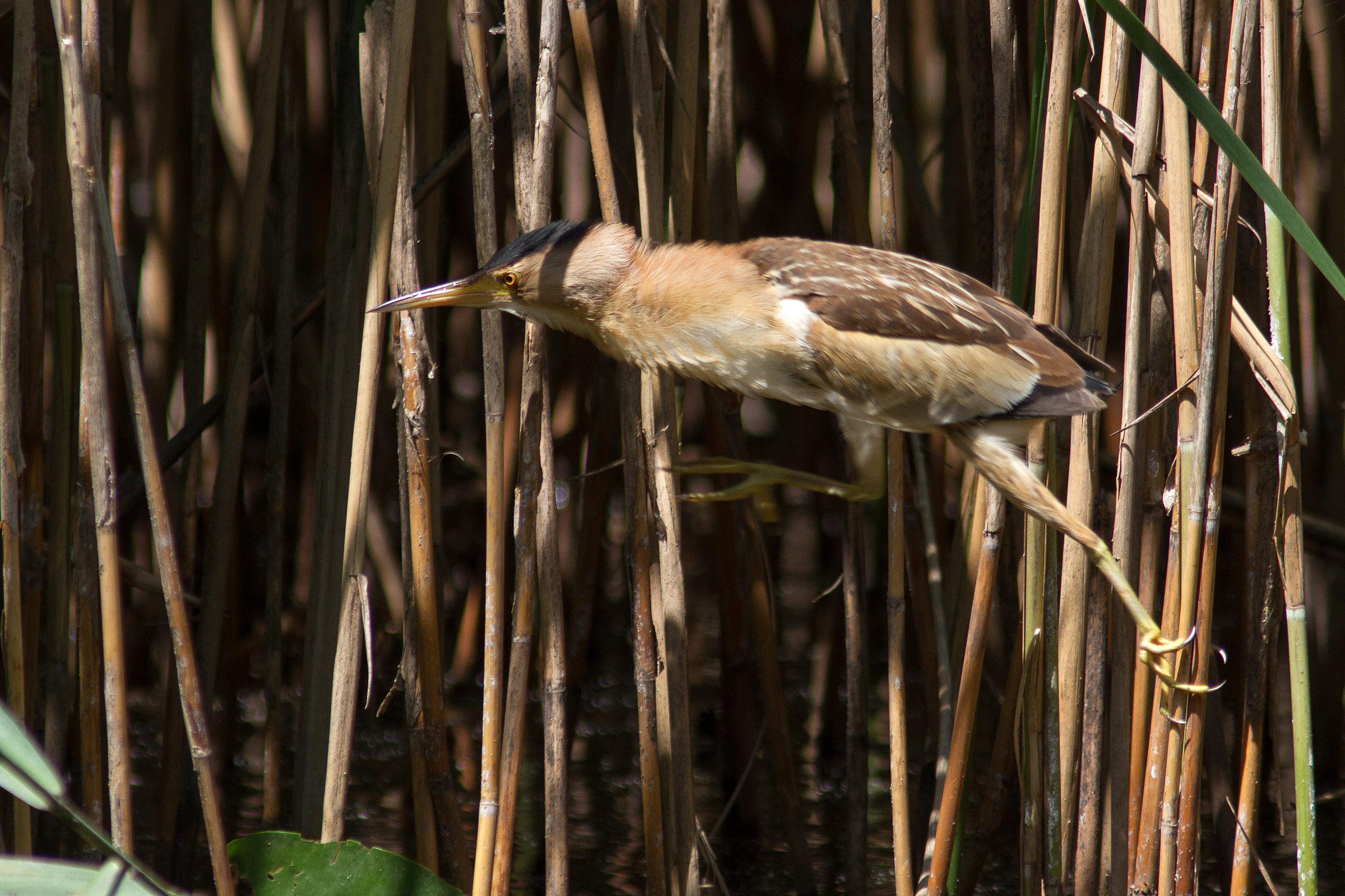 Bittern female