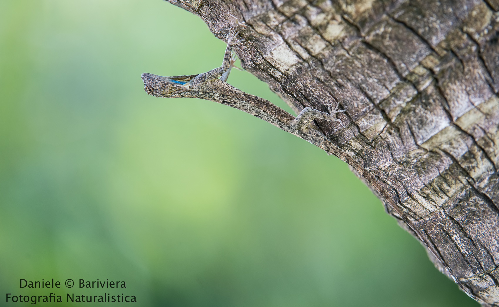Flying dragon (Draco Volans)