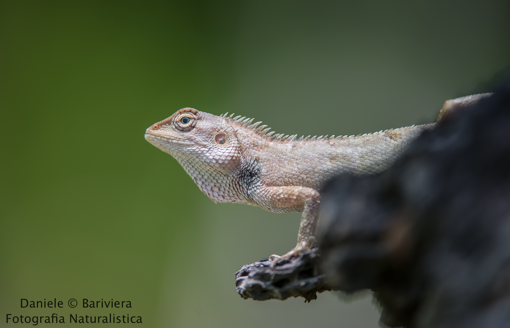 Lucertola crestata ( Moustached crested)