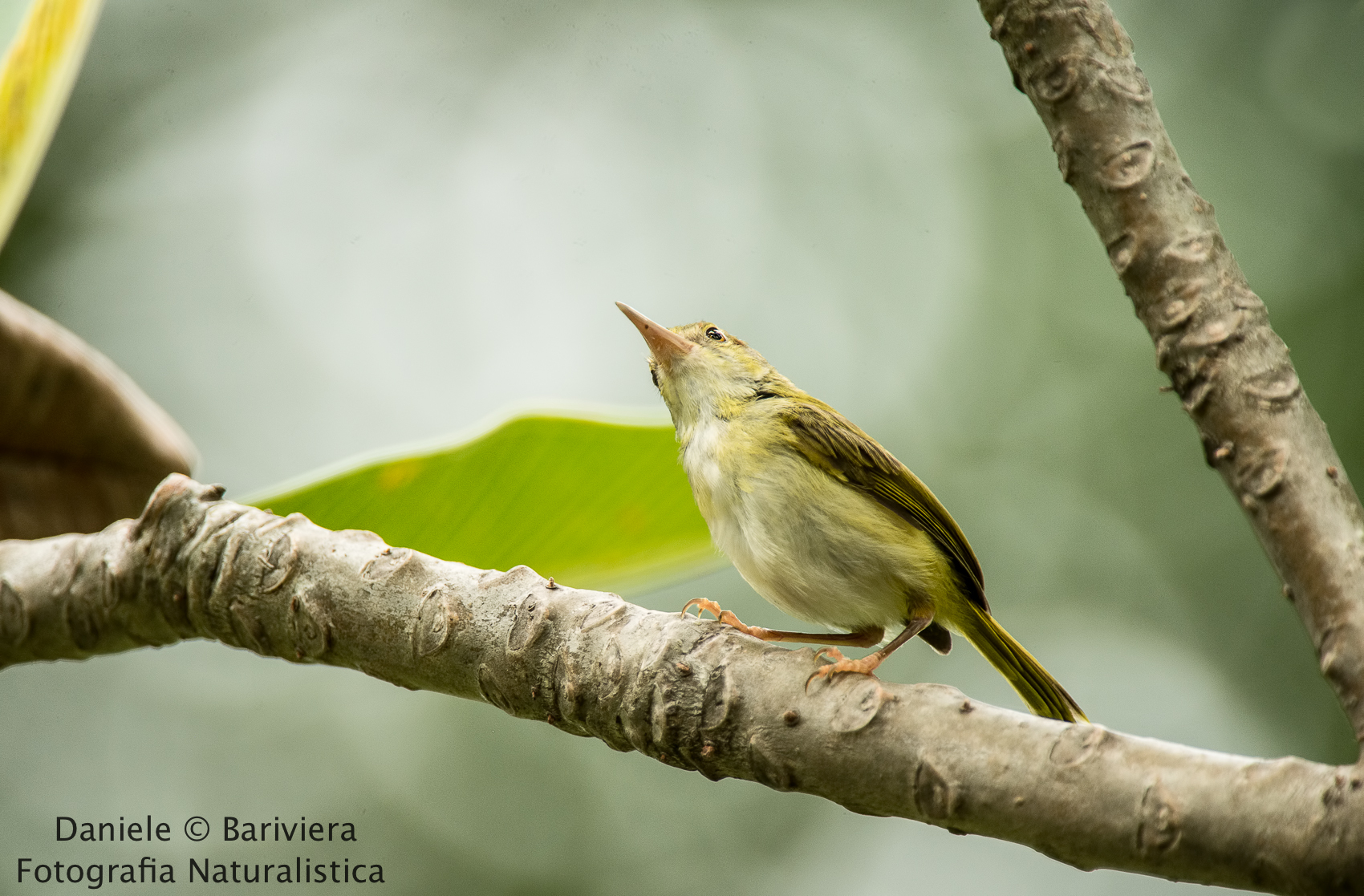 Common Tailorbird