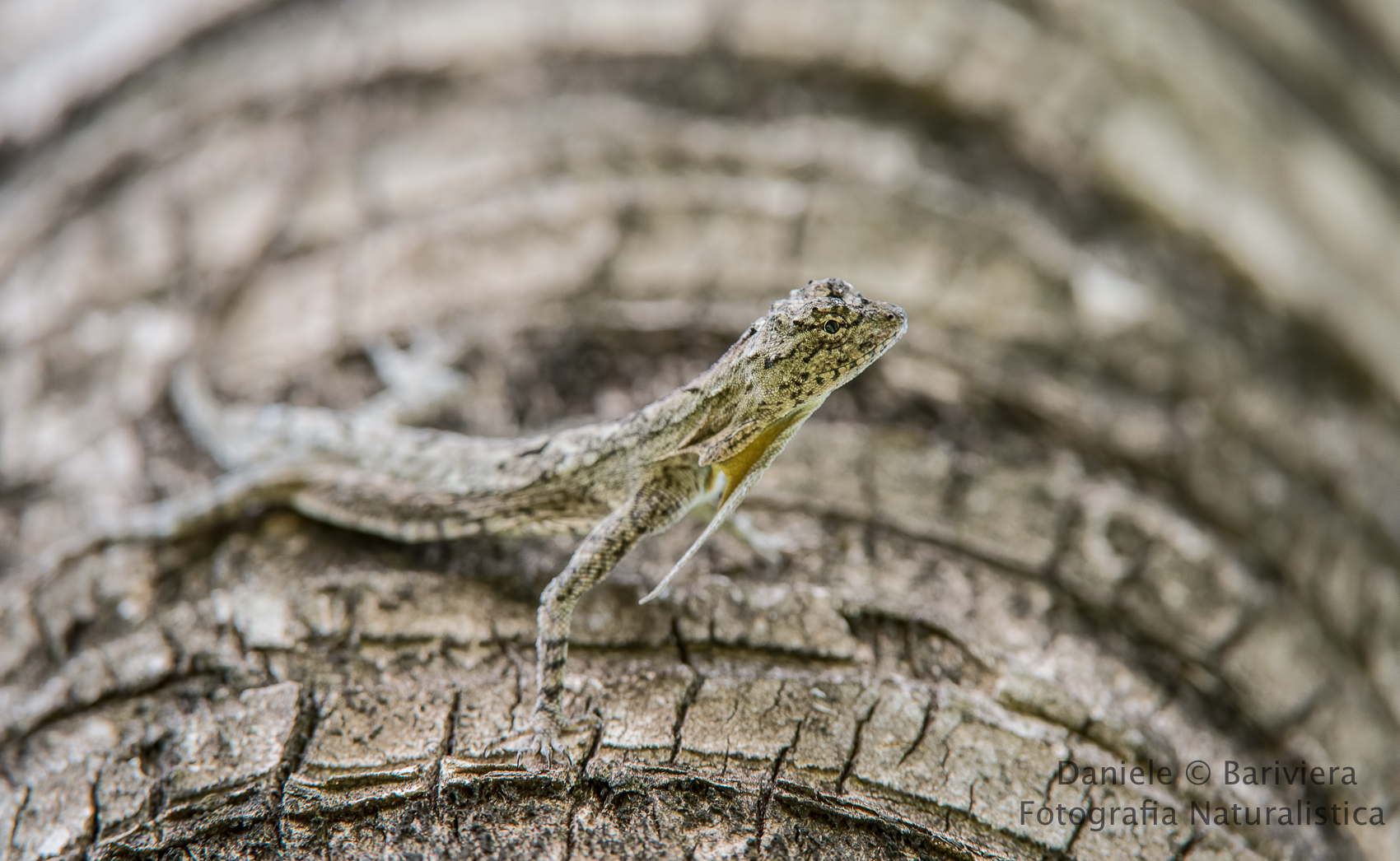 Drago volante ( Draco Volans)