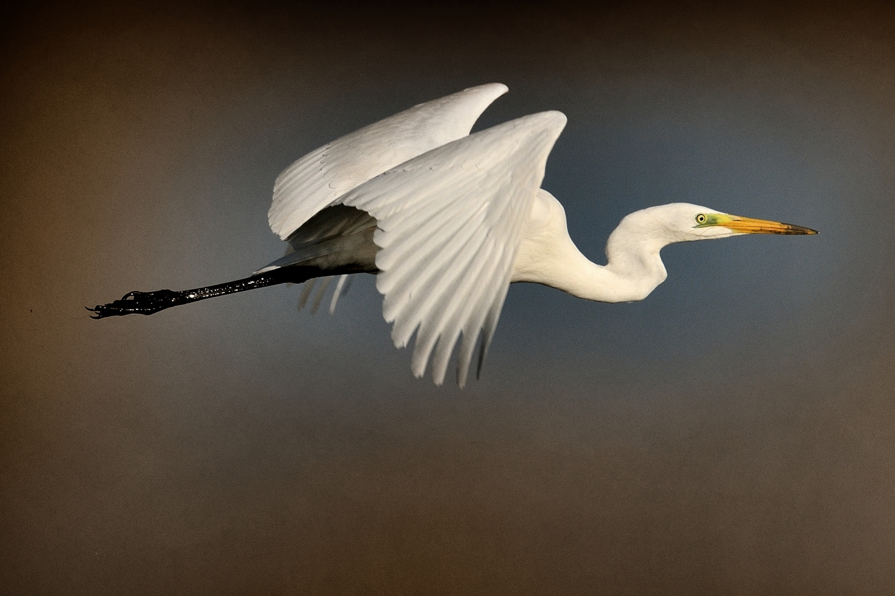 Great Egret (Ardea alba)