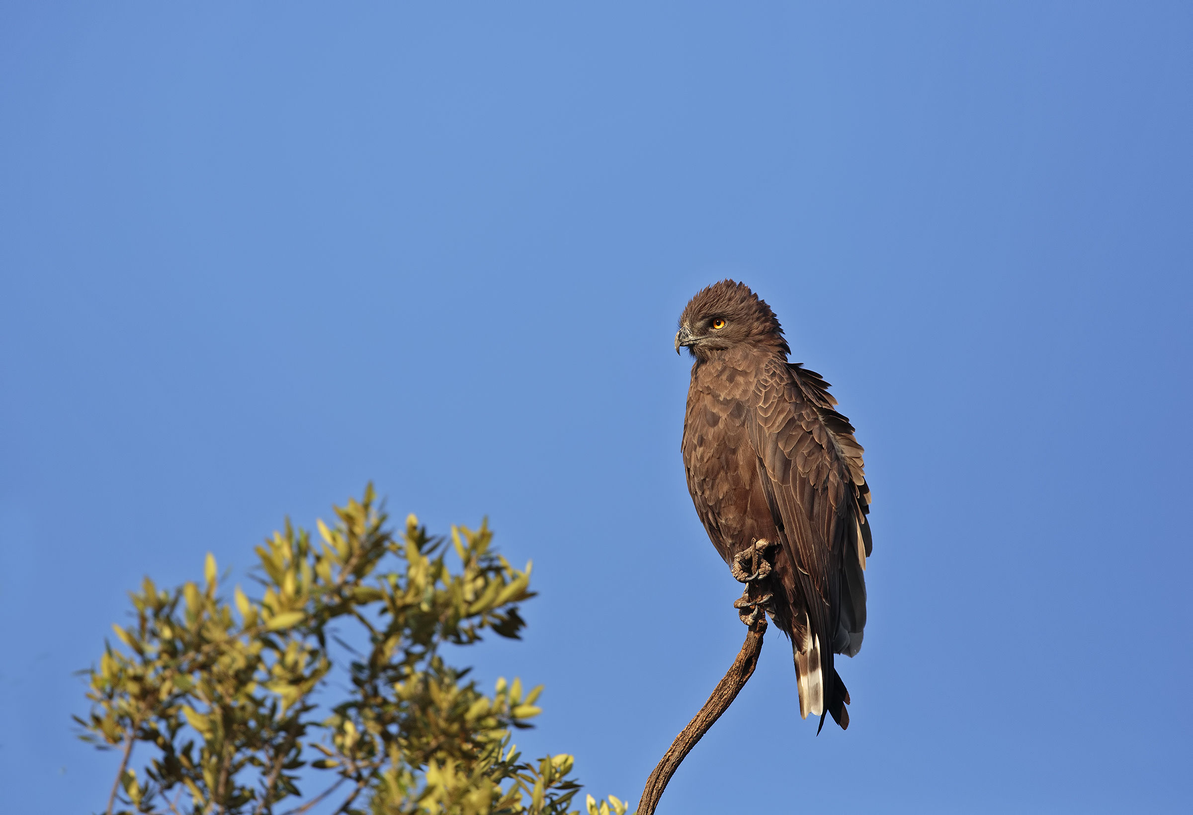 Brown Snake-eagle